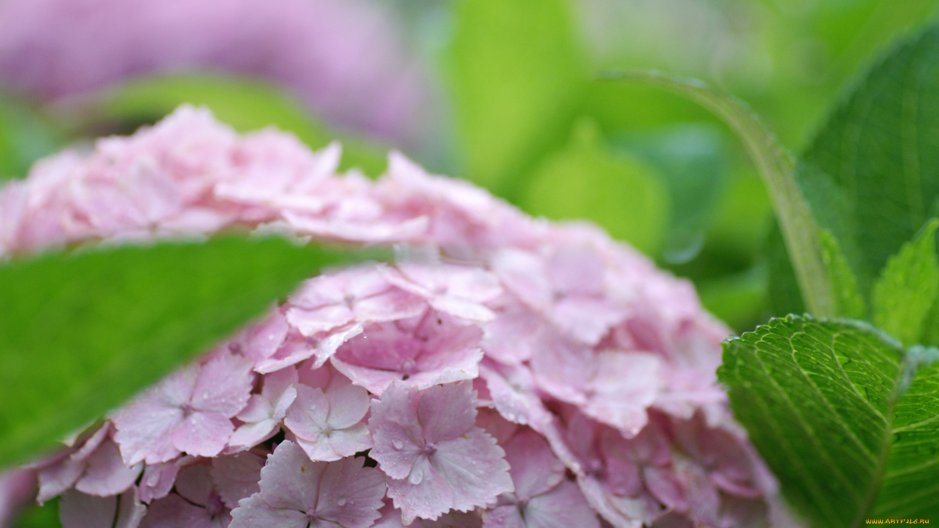 цветы, гортензия, листья, розовая, соцветие