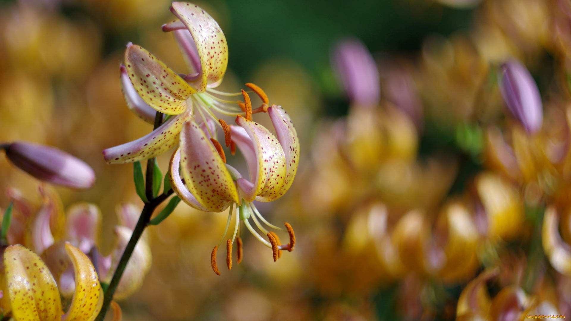 цветы, лилии, , лилейники, боке, фон