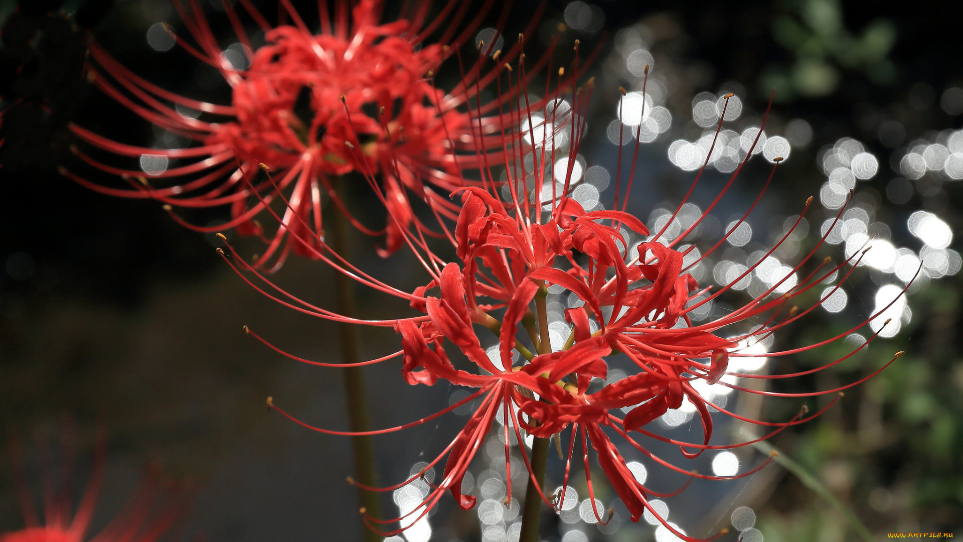 цветы, лилии, , лилейники, боке, тычинки