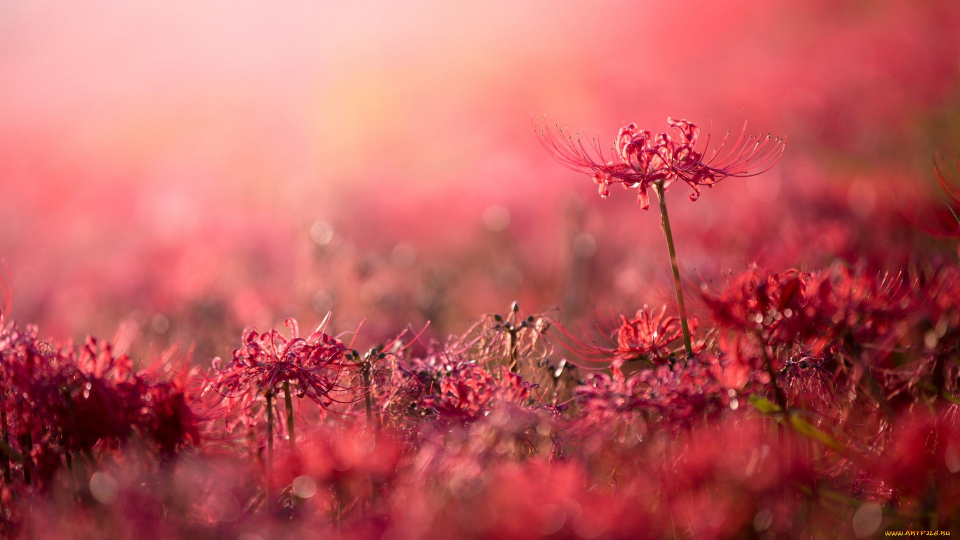 цветы, лилии, , лилейники, природа, фон