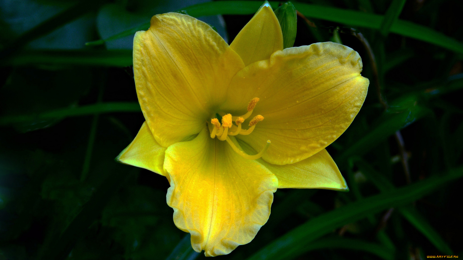 цветы, лилии, , лилейники, желтый, лилия, цветок