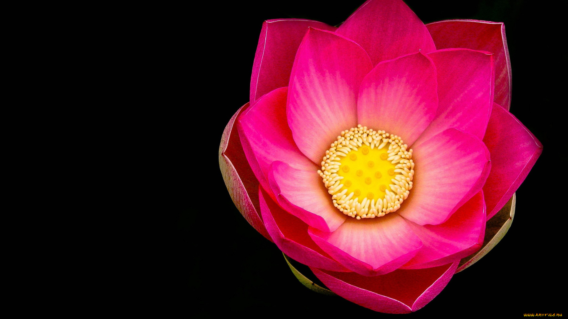 цветы, лотосы, лотос, лепестки, макро, природа