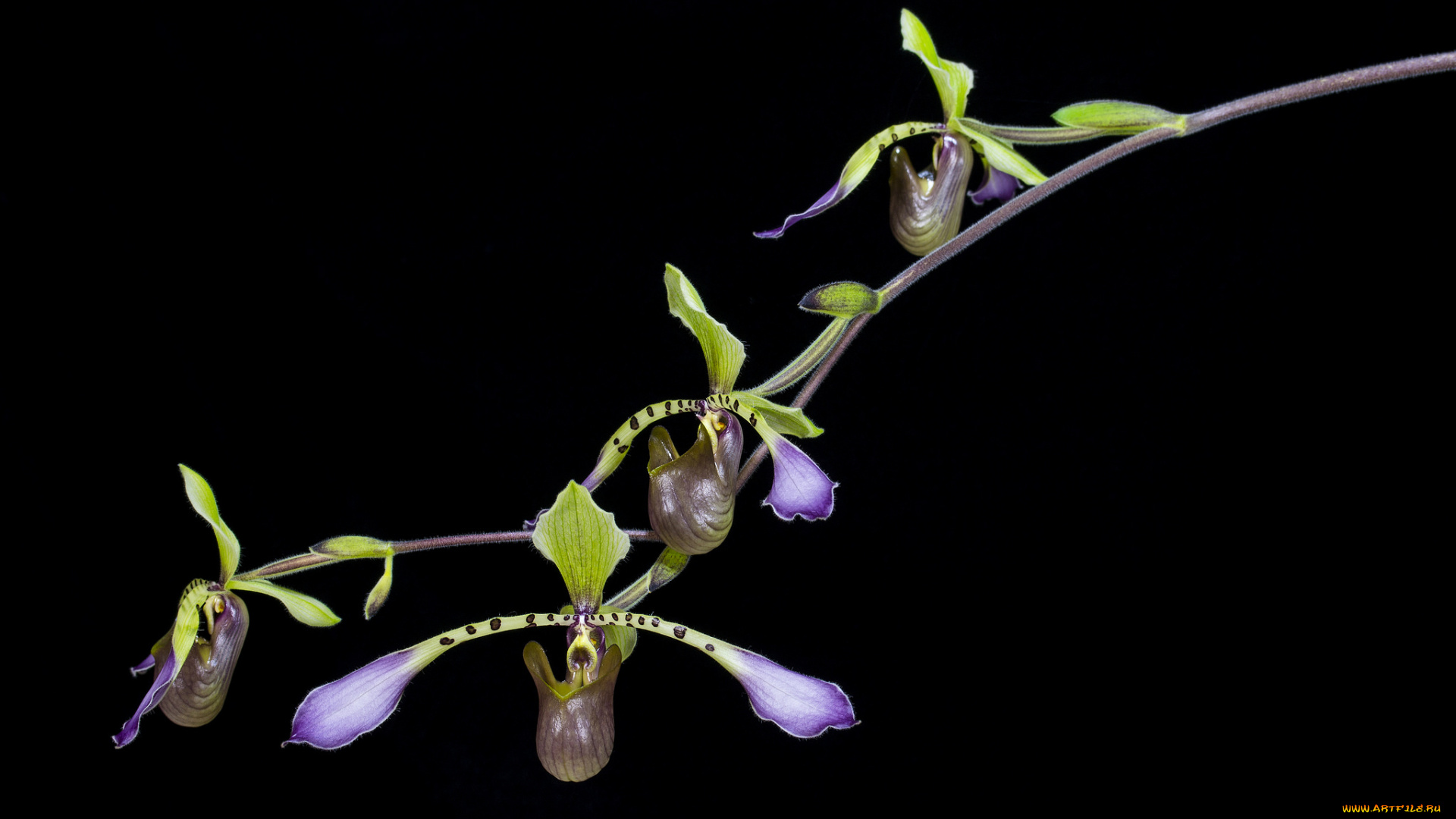 цветы, орхидеи, чёрный, лилии, фон