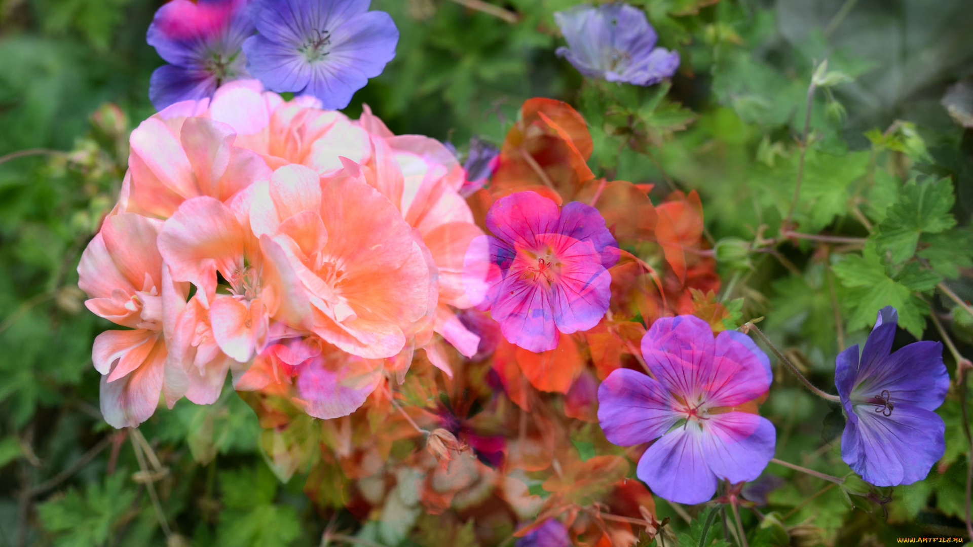 цветы, разные, вместе, клумба, разные