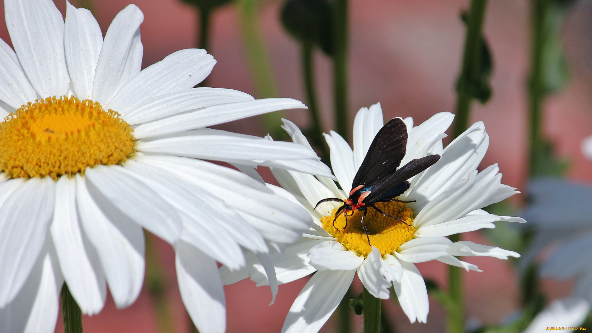 цветы, ромашки, бабочка
