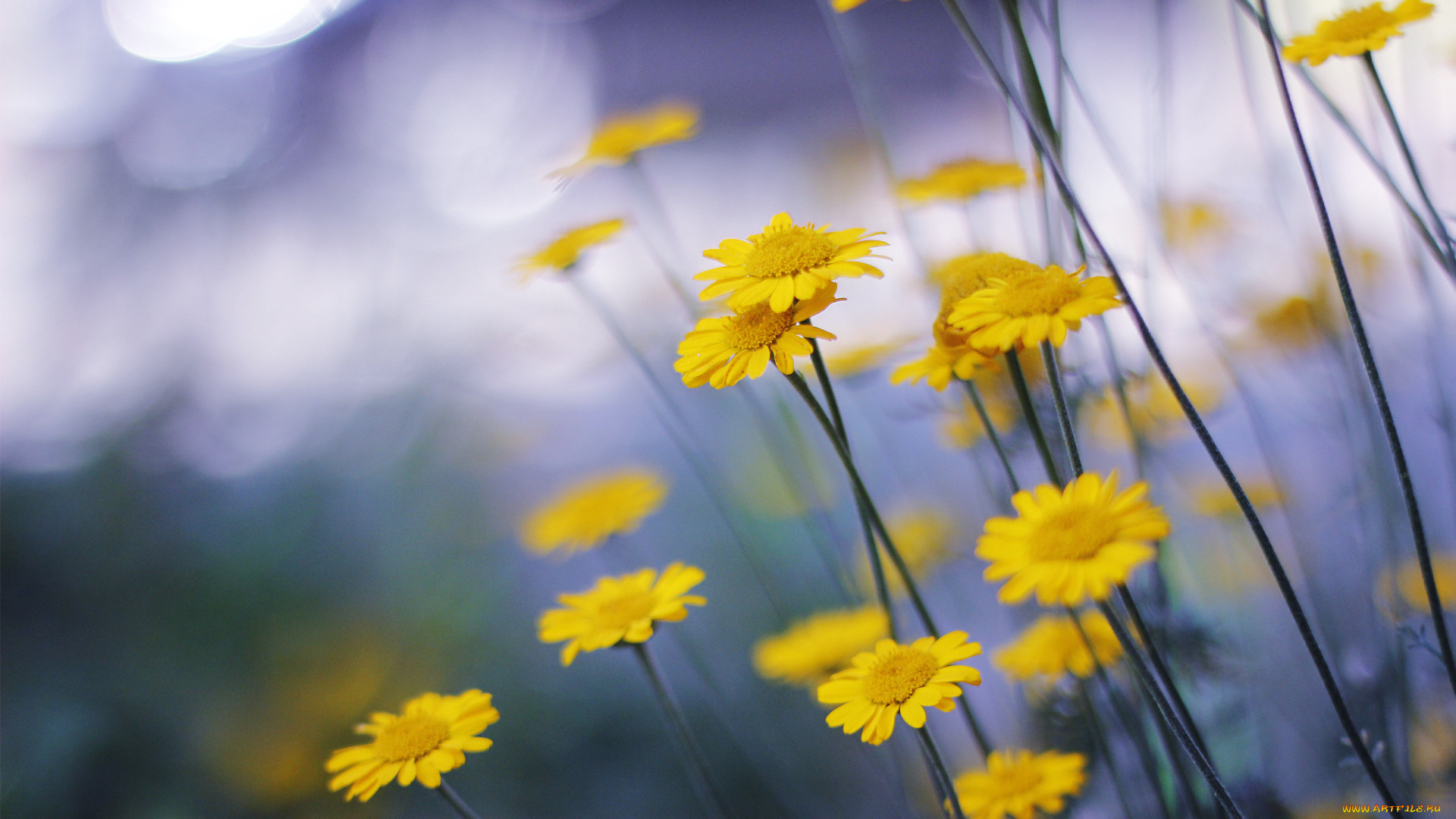 цветы, ромашки, блики, стебли, желтые