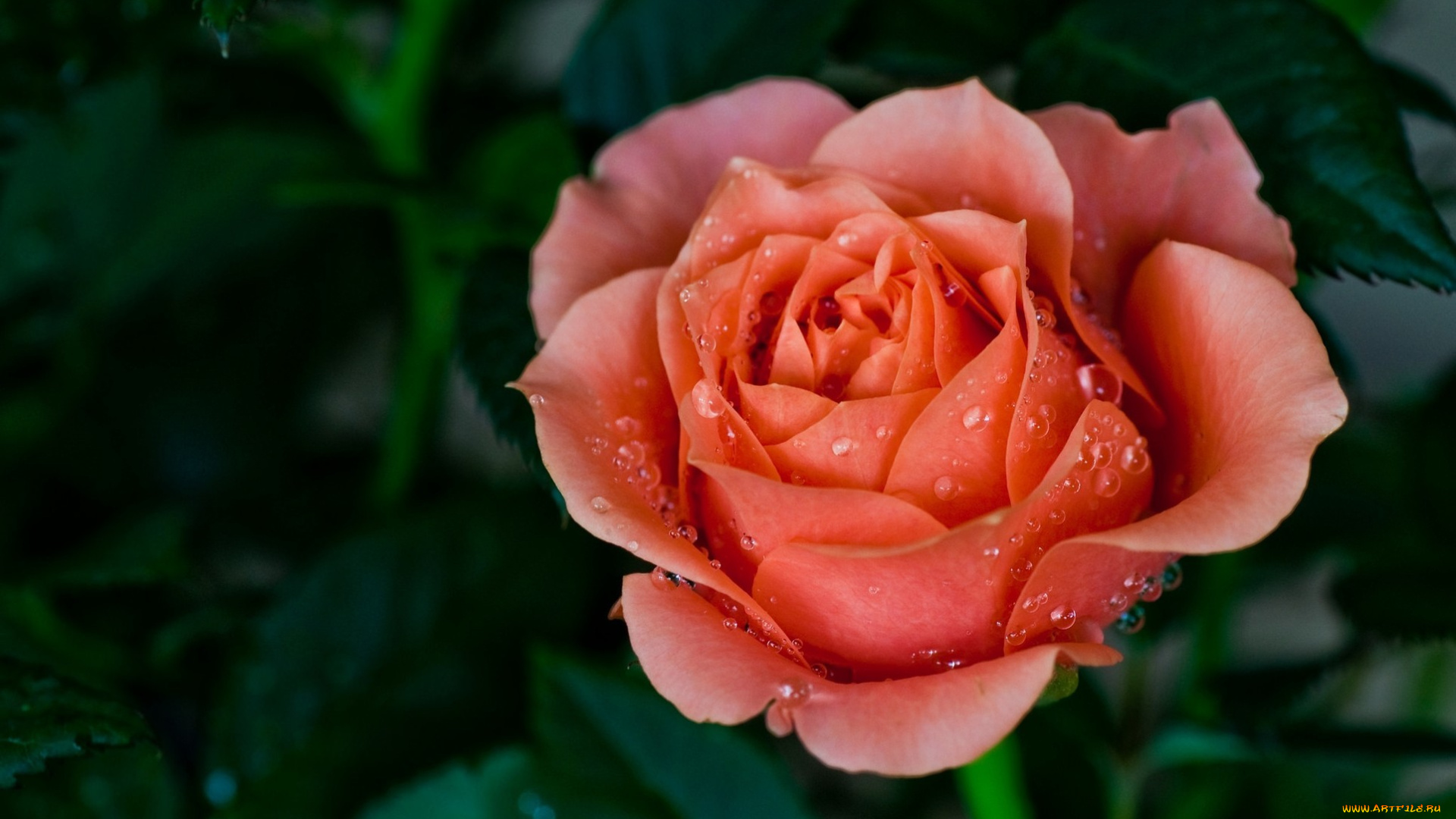 цветы, розы, flower, роза, макро, цветок, rose, macro