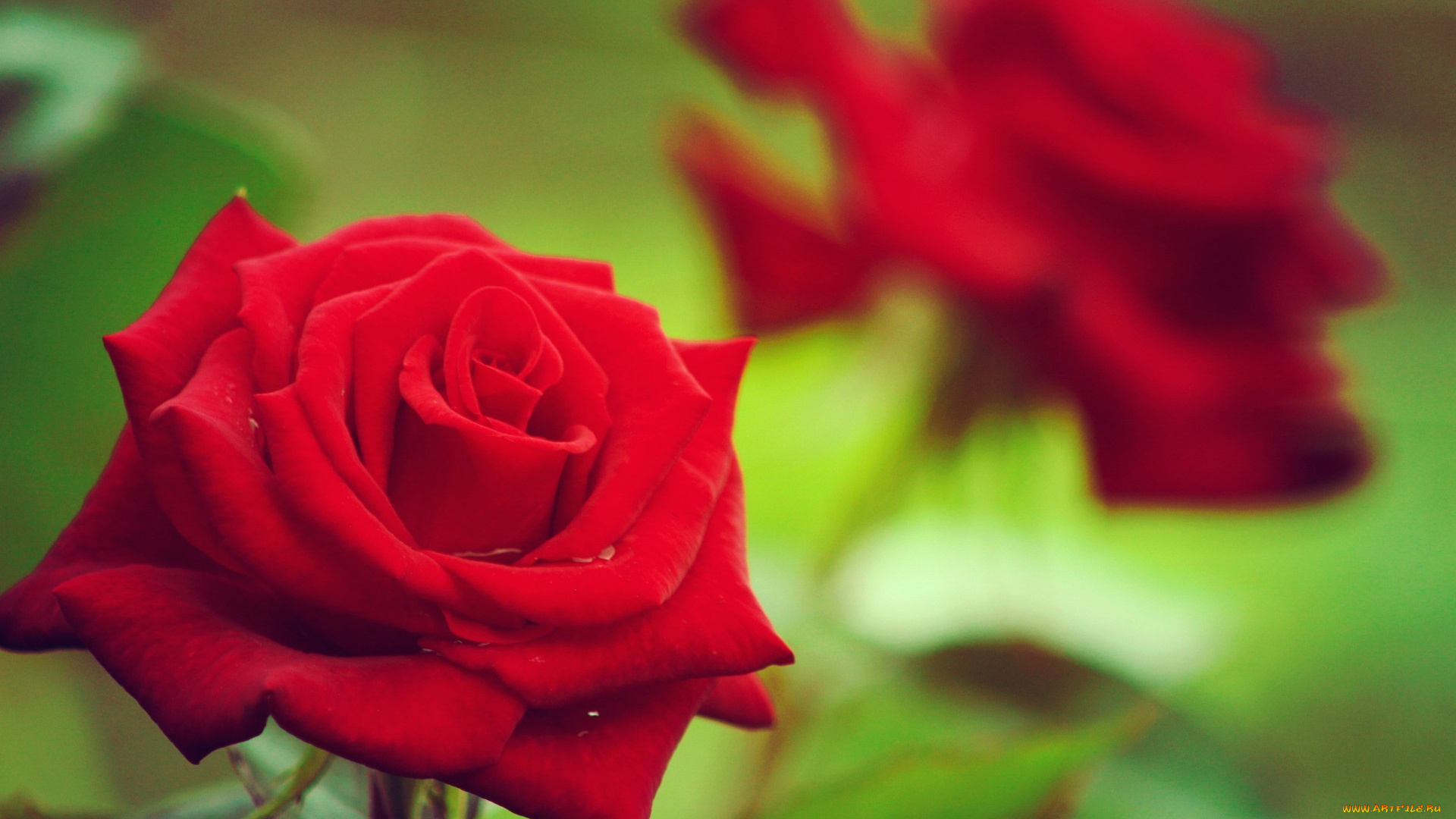 цветы, розы, roses, природа, солнце, sun, nature, flowers