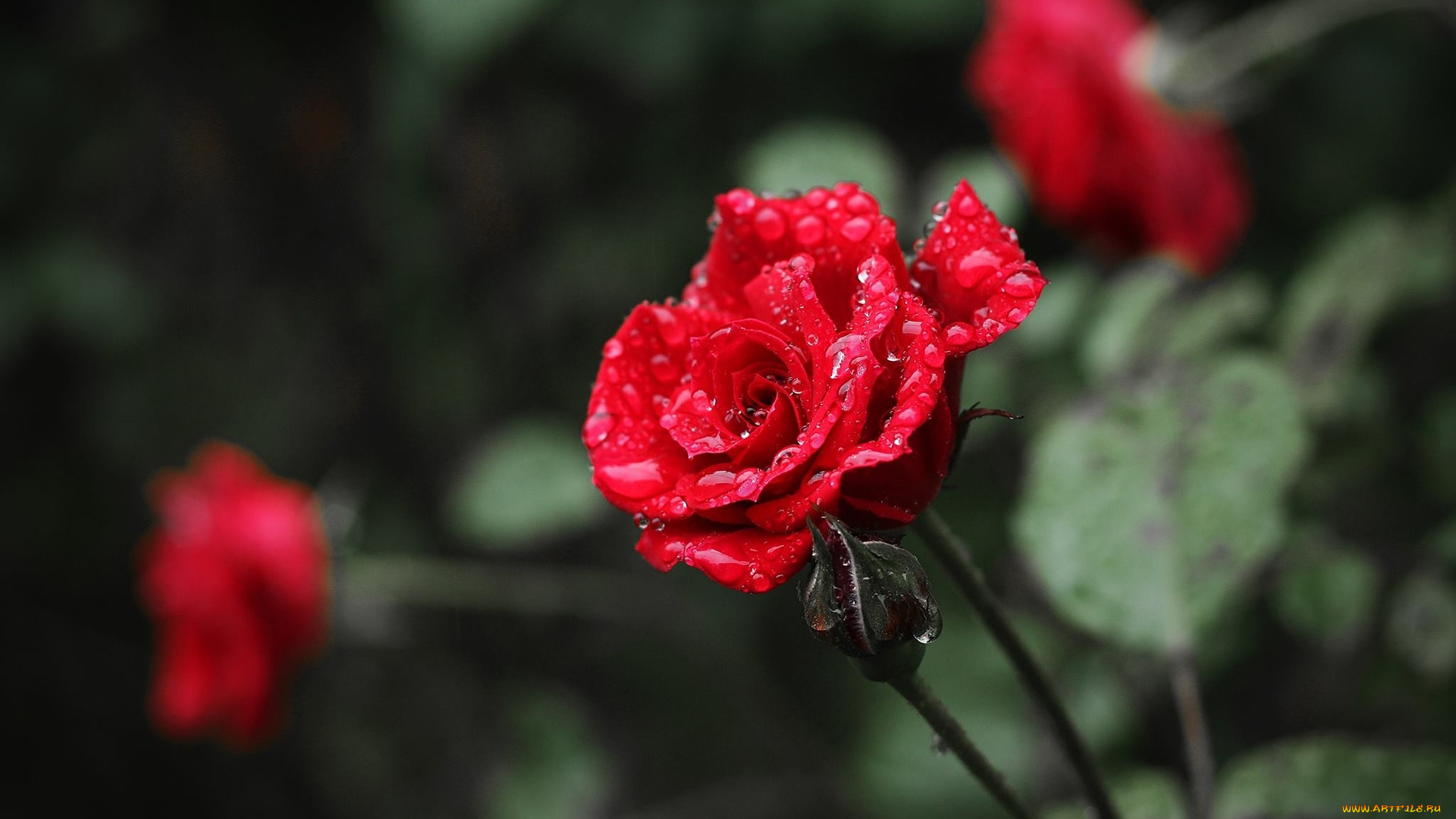 цветы, розы, роза, капли, цветок, drops, rose, flower