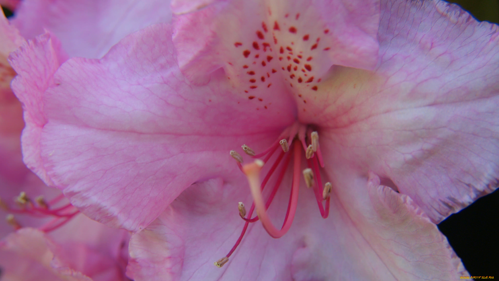 цветы, уветок, макро