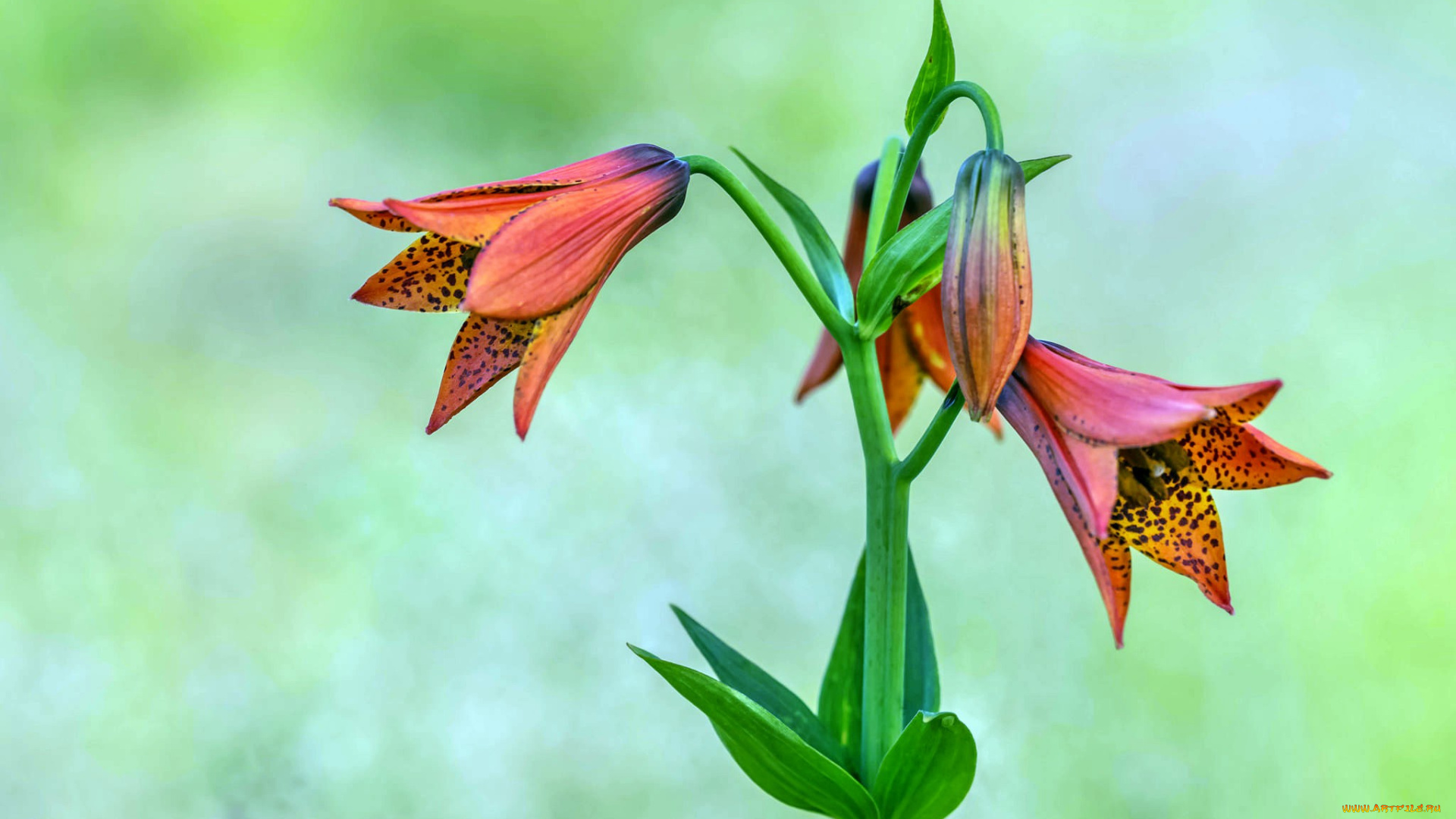 gray`s, lily, цветы, лилии, , лилейники, лилия