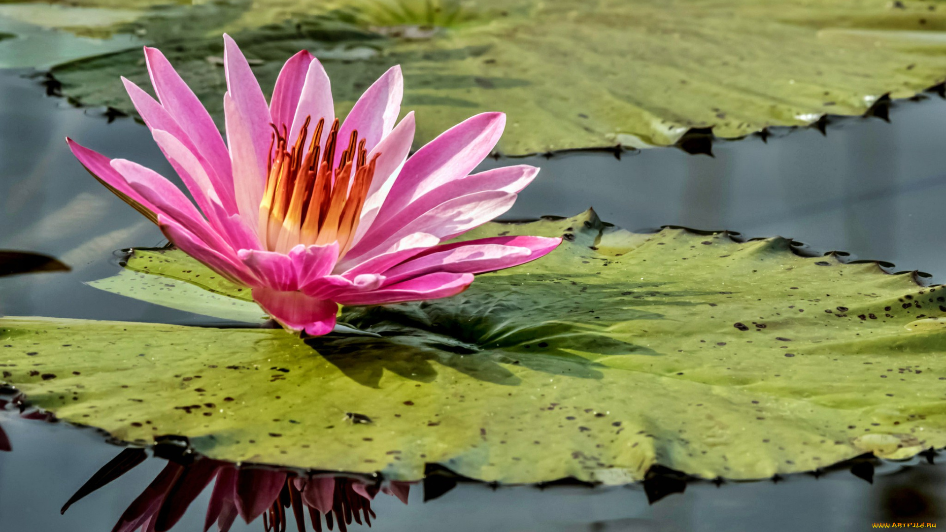 water, lily, цветы, лилии, водяные, , нимфеи, , кувшинки, лилия, пруд