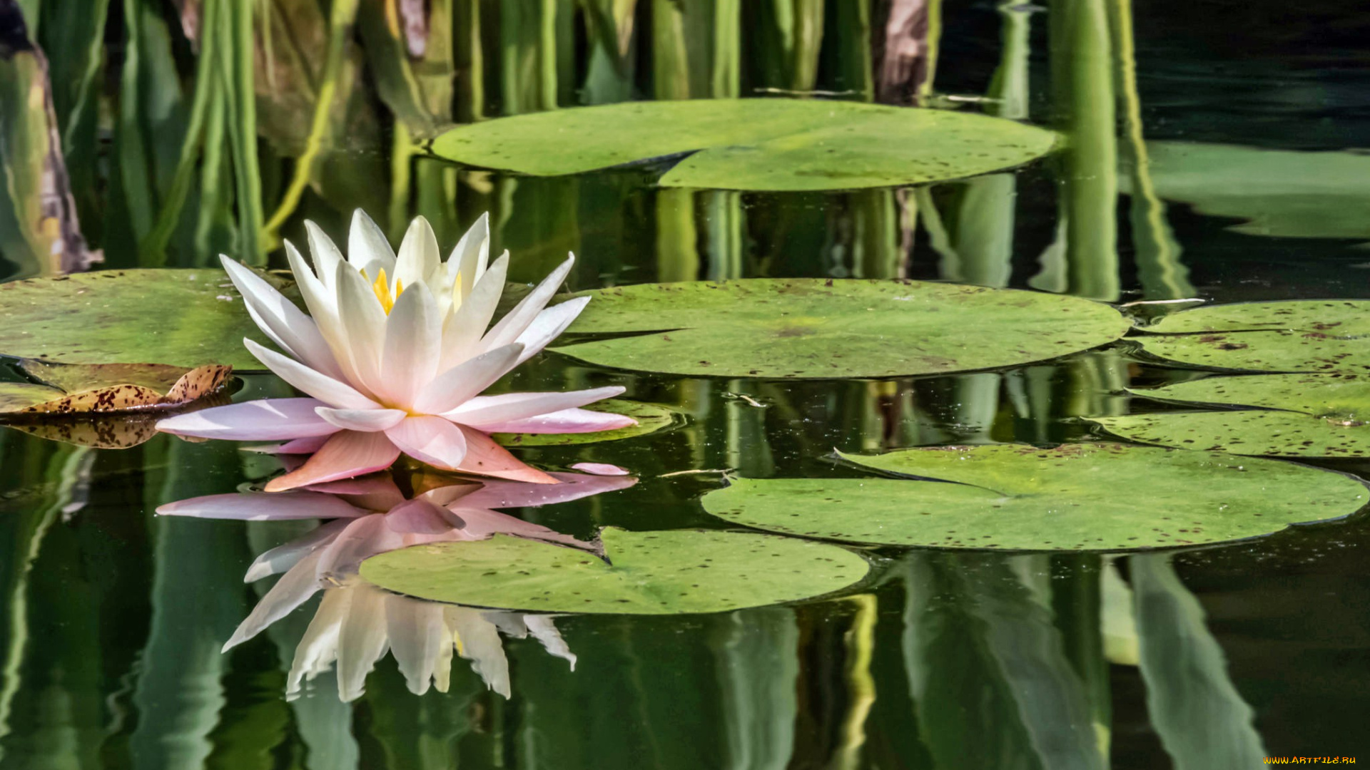 water, lily, цветы, лилии, водяные, , нимфеи, , кувшинки, пруд, лилия