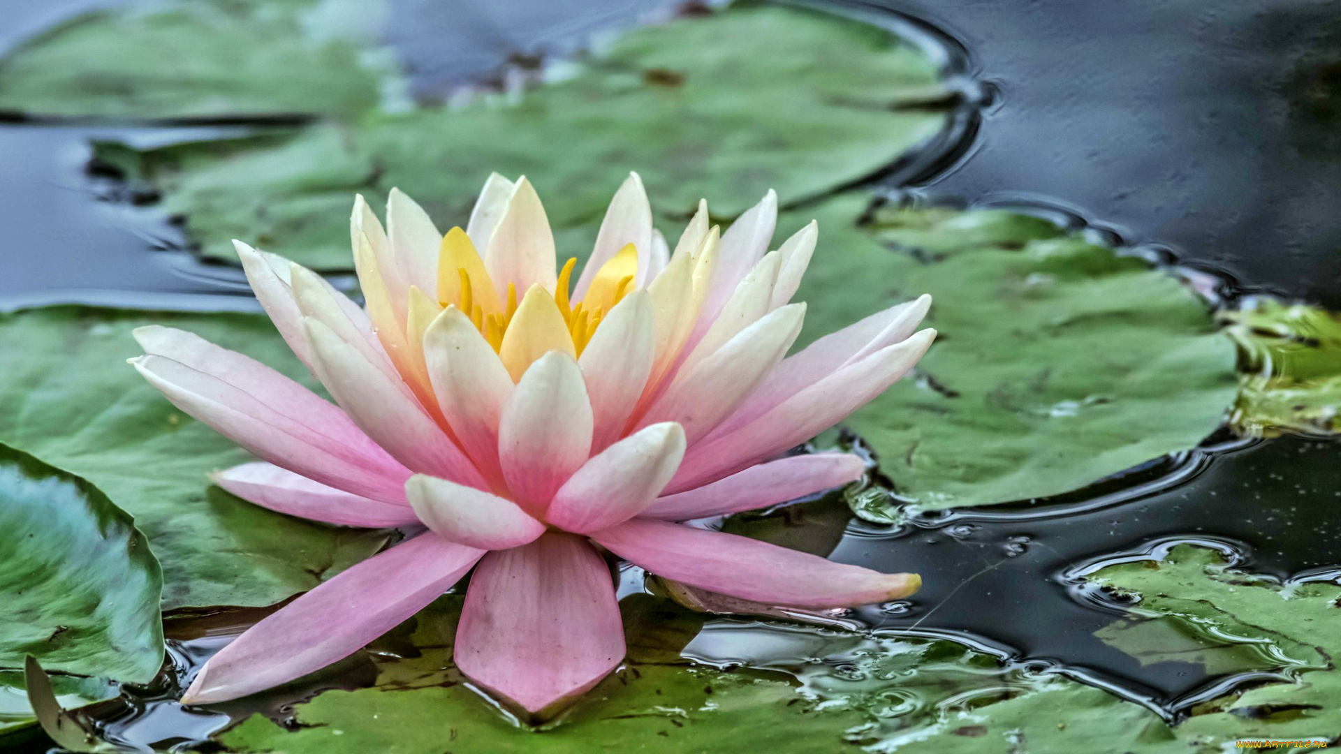 water, lily, цветы, лилии, водяные, , нимфеи, , кувшинки, лилия, пруд