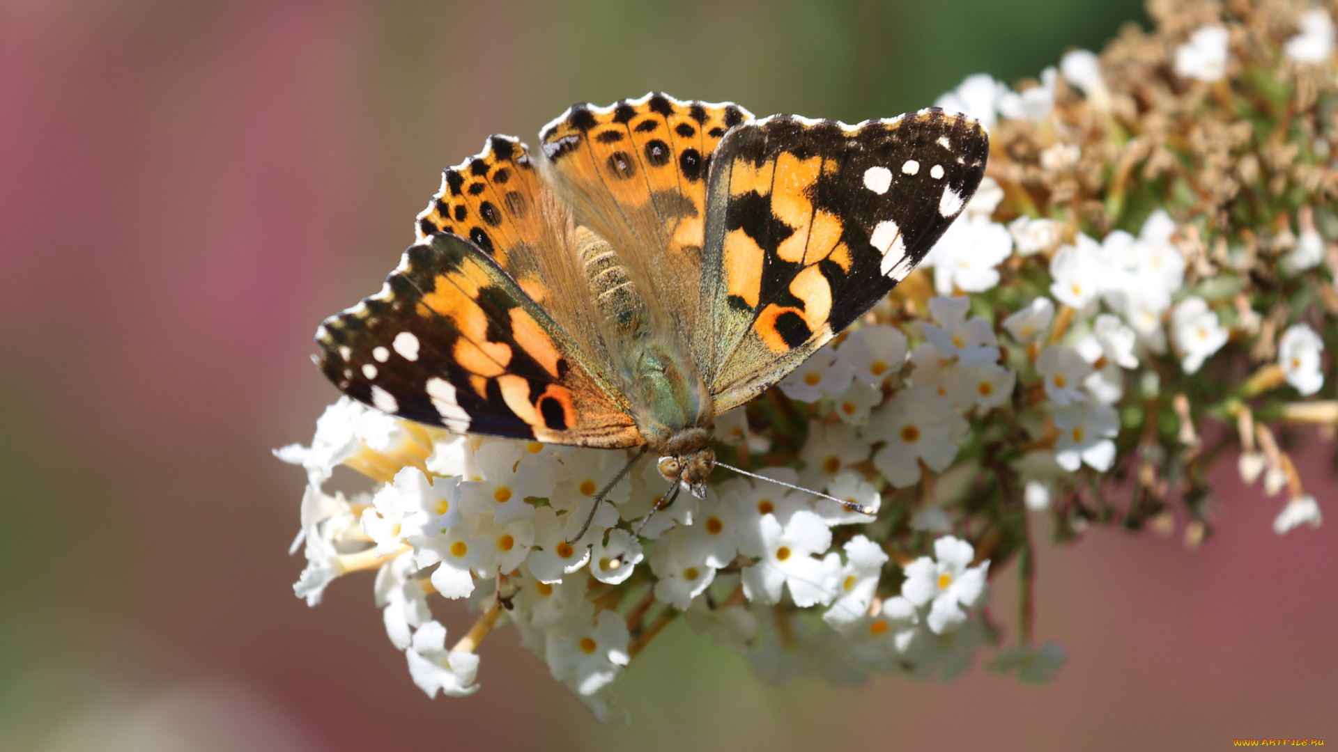 животные, бабочки, , мотыльки, , моли, бабочка, цветы, фон
