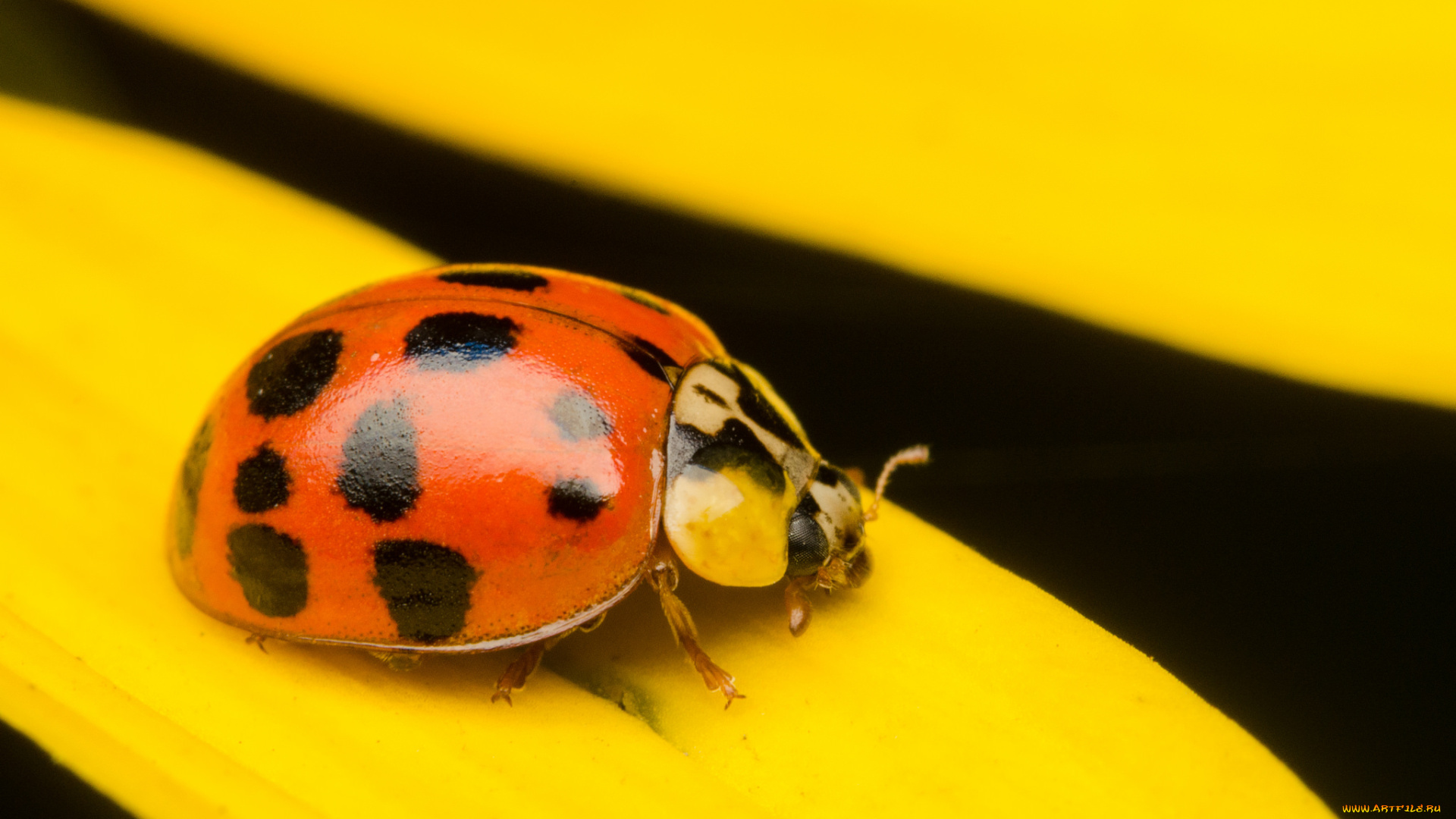 животные, божьи, коровки, божья, коровка, лепестки