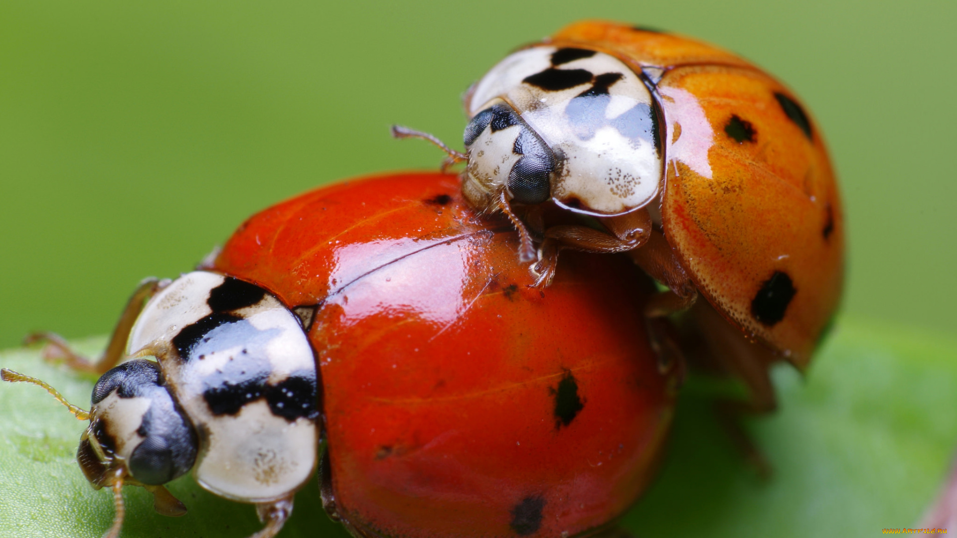 животные, божьи, коровки, насекомые, макро, лист, божьи, кровки