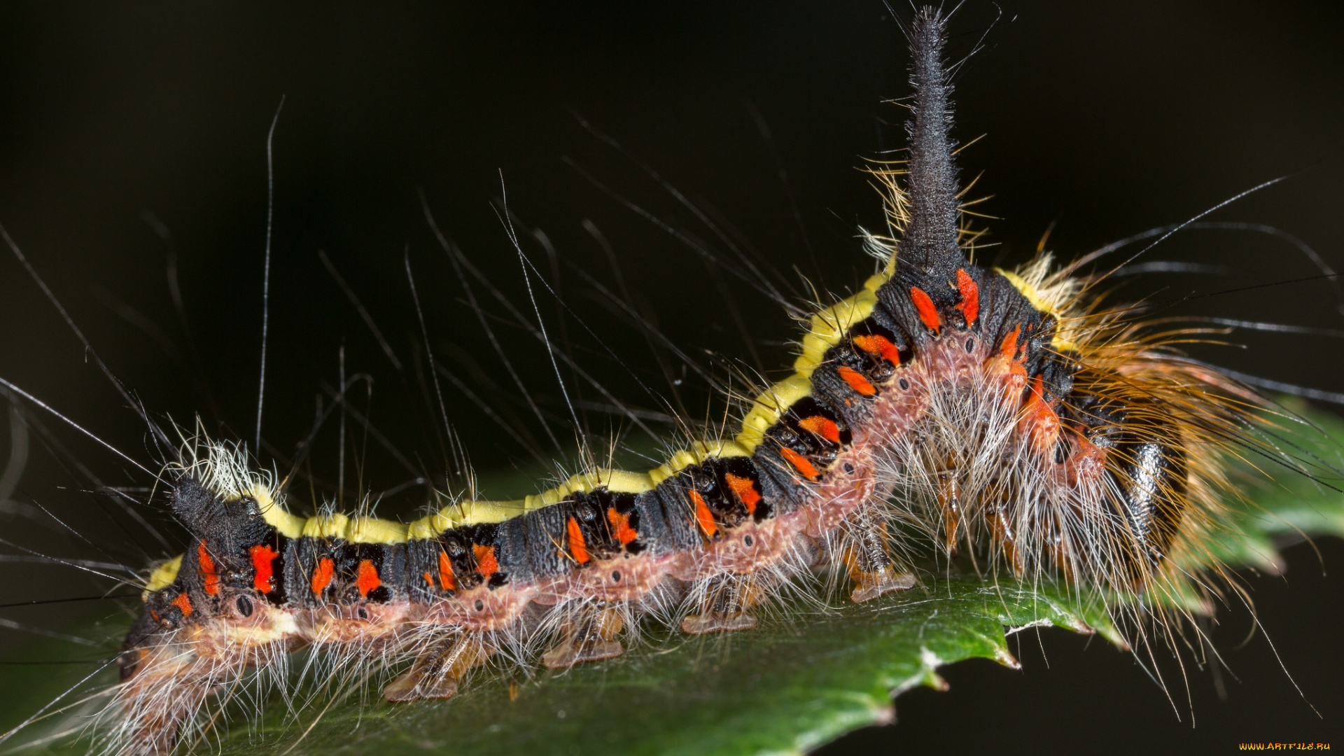 животные, гусеницы, гусеница, насекомое, утро, зелёный, фон, травинка, макро