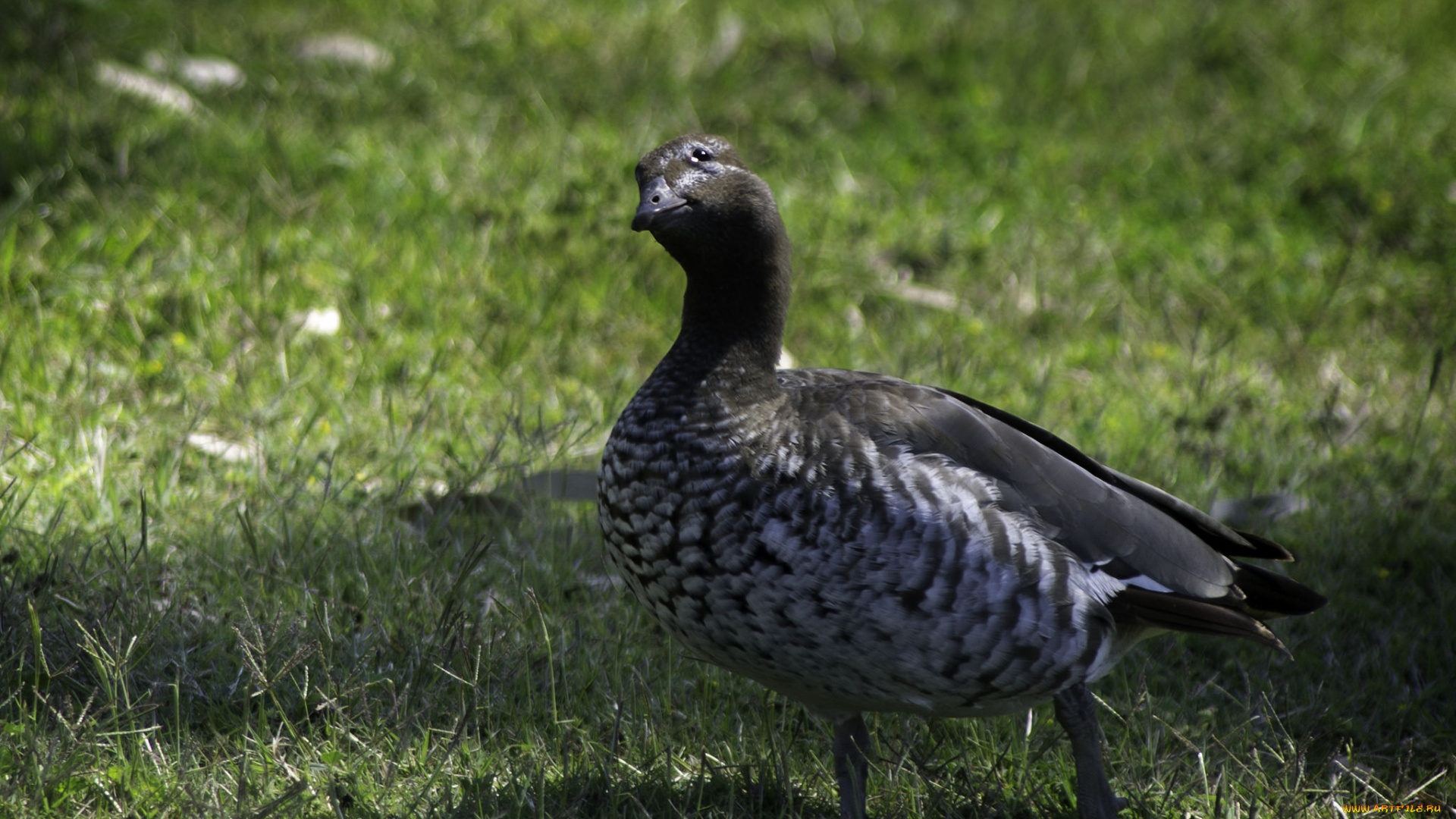 животные, гуси, трава, луг, гусь