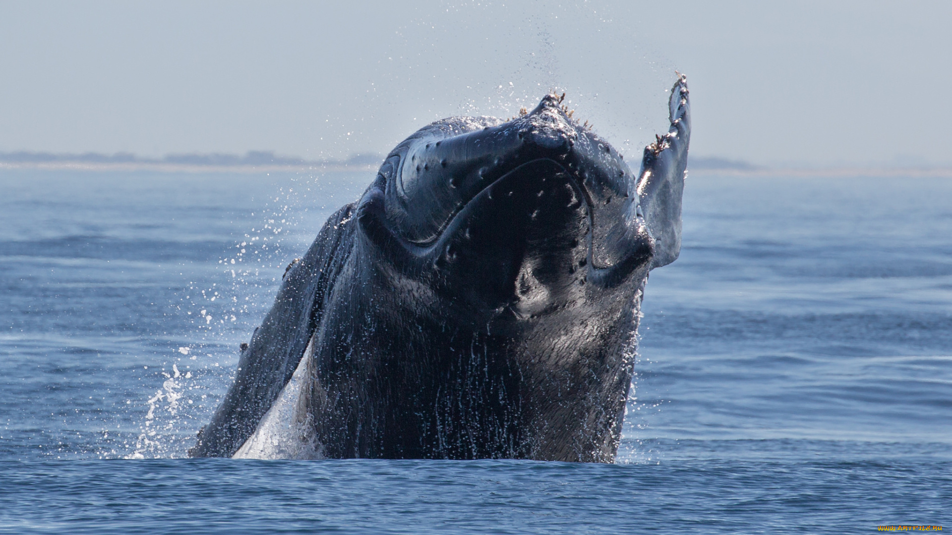 животные, киты, , кашалоты, океан, брызги, кит