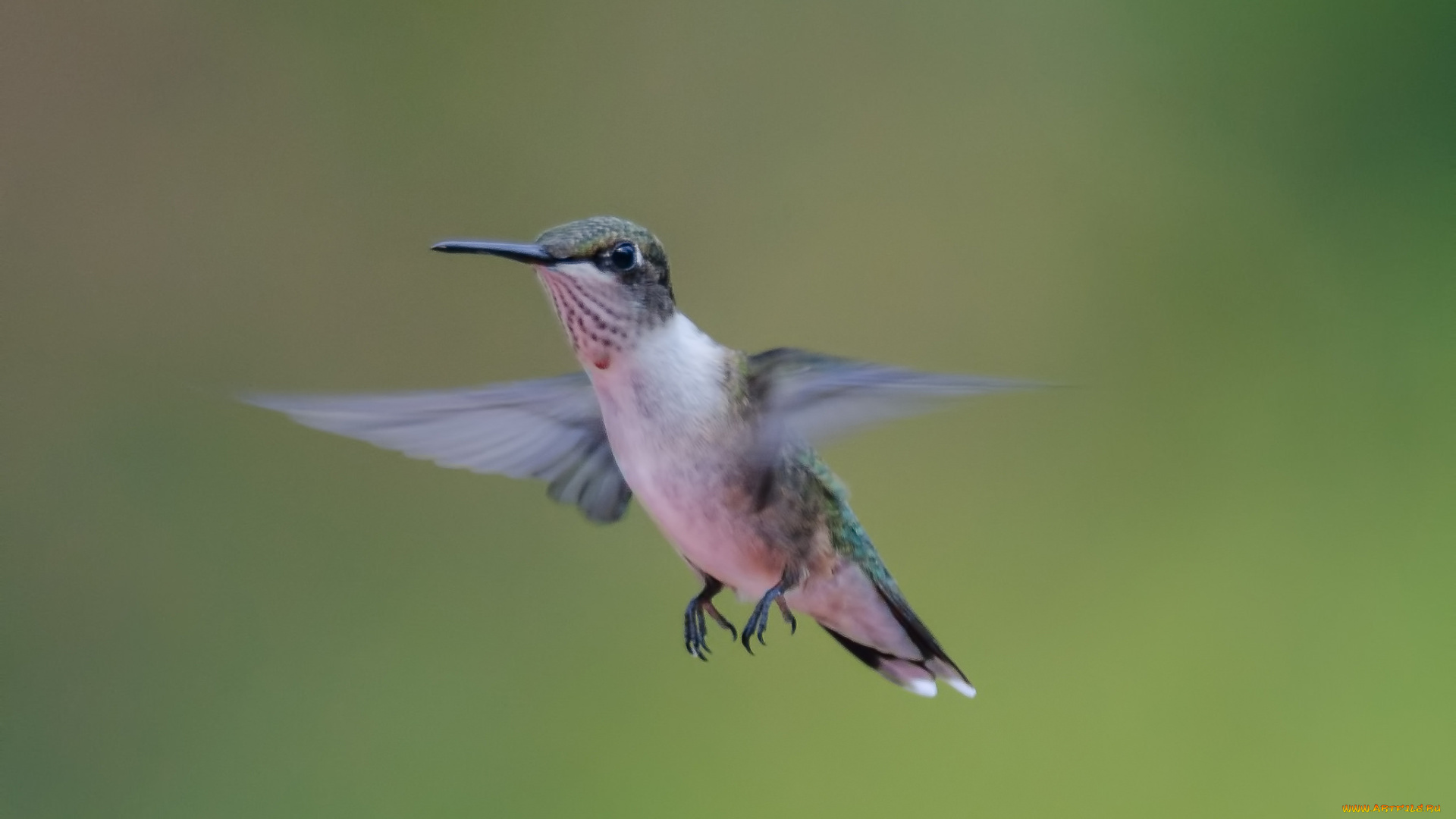 животные, колибри, фон, полёт, птичка