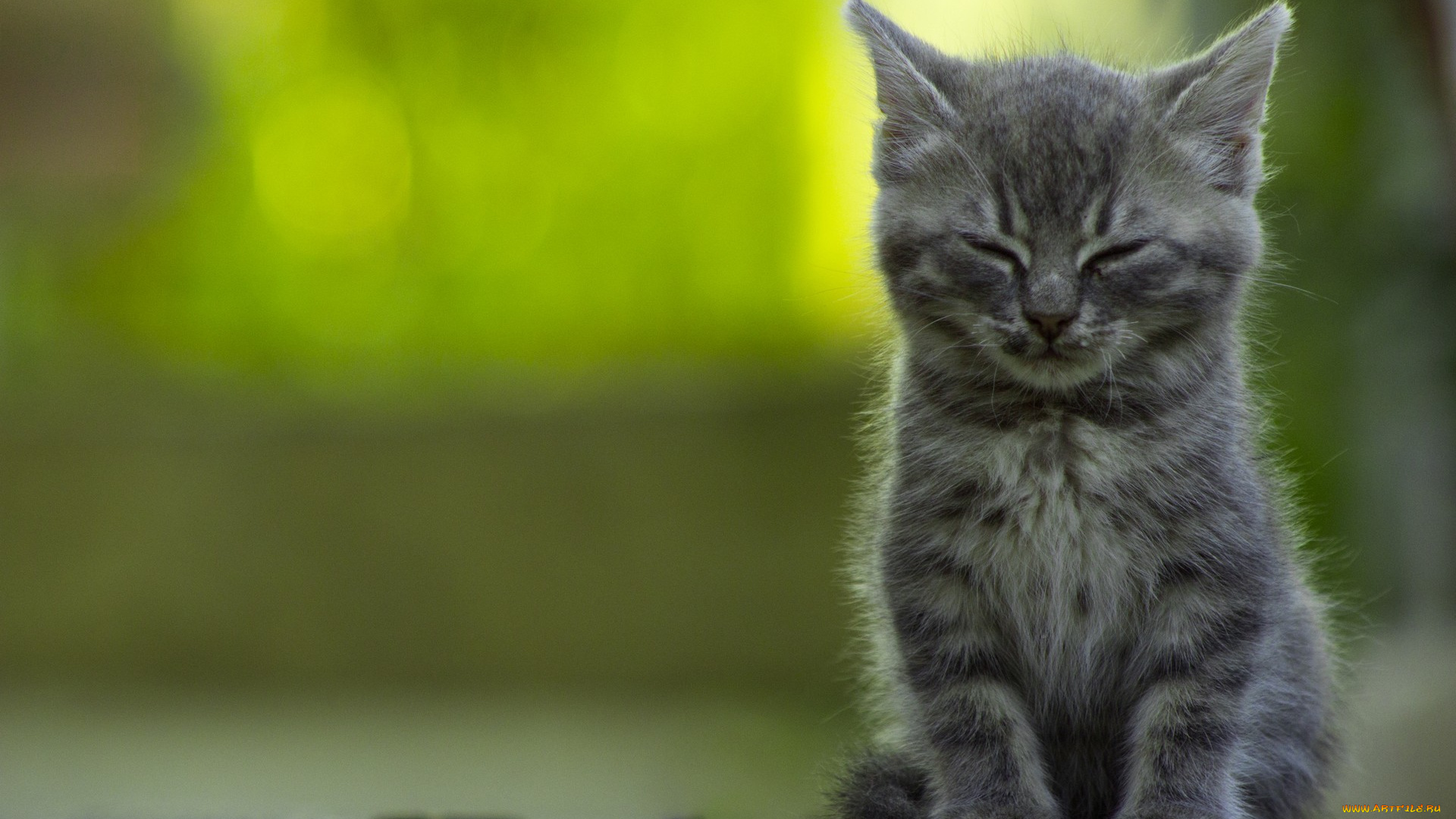 животные, коты, green, cat, котенок, спать, зеленый, кот, sleepy, kitten