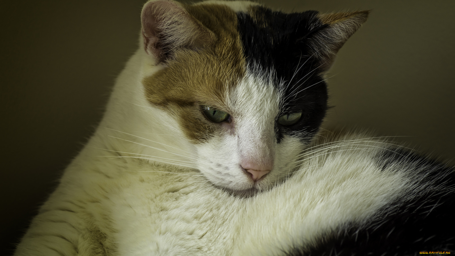 животные, коты, киса, коте, кошка, взгляд, усы, ушки