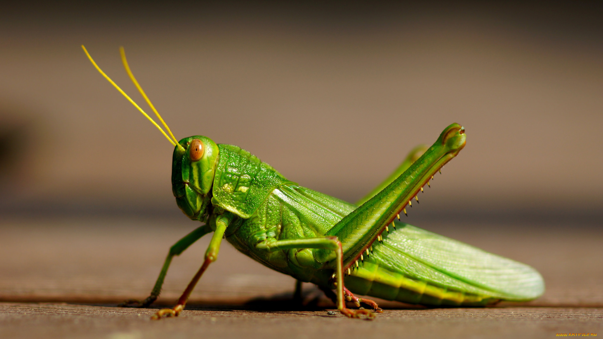 животные, кузнечики, , саранча, кузнечик