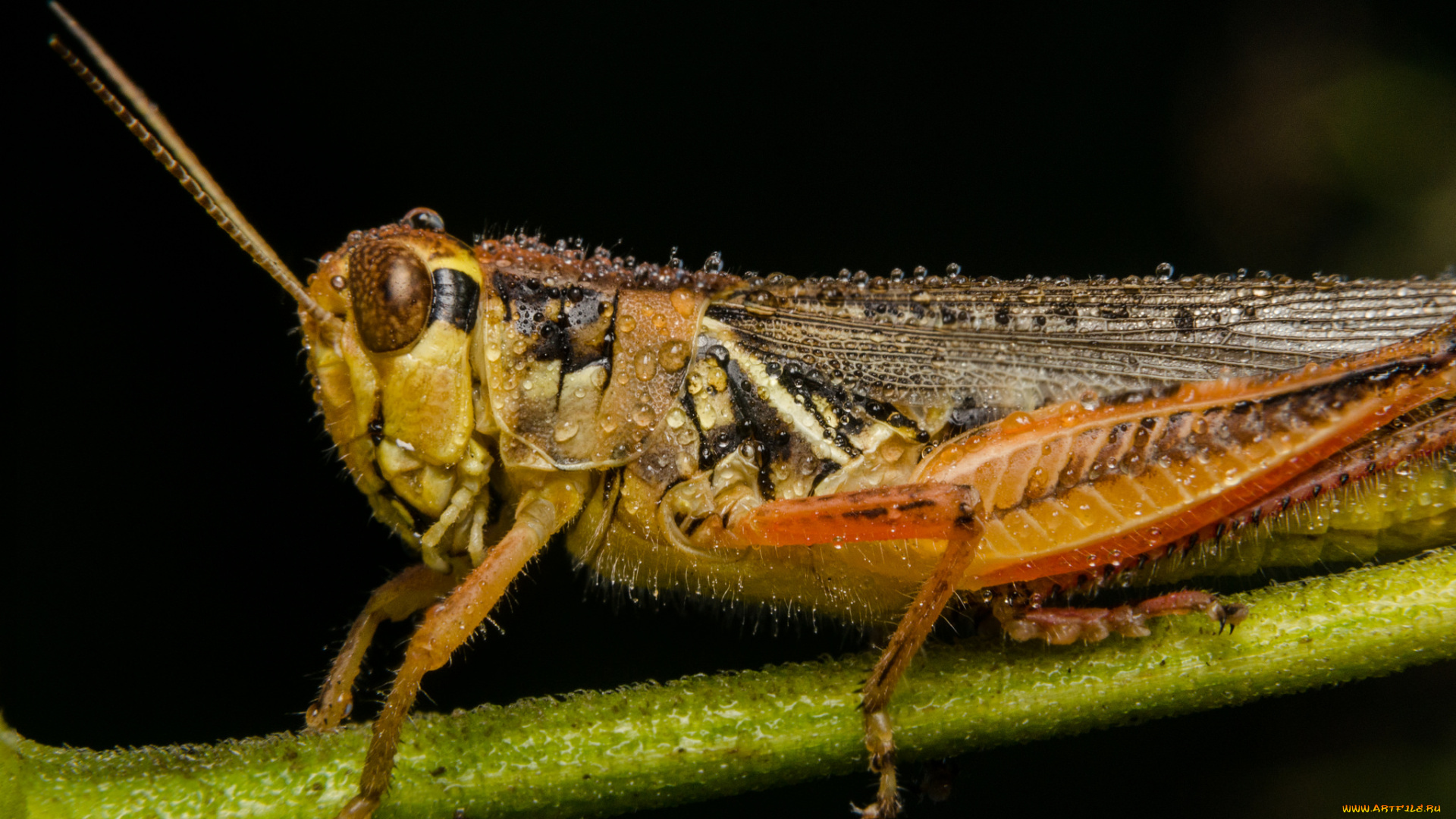 животные, кузнечики, , саранча, роса, капли, кузнечик, фон