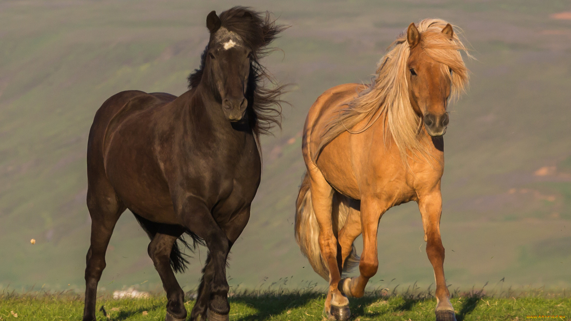 животные, лошади, лошадки