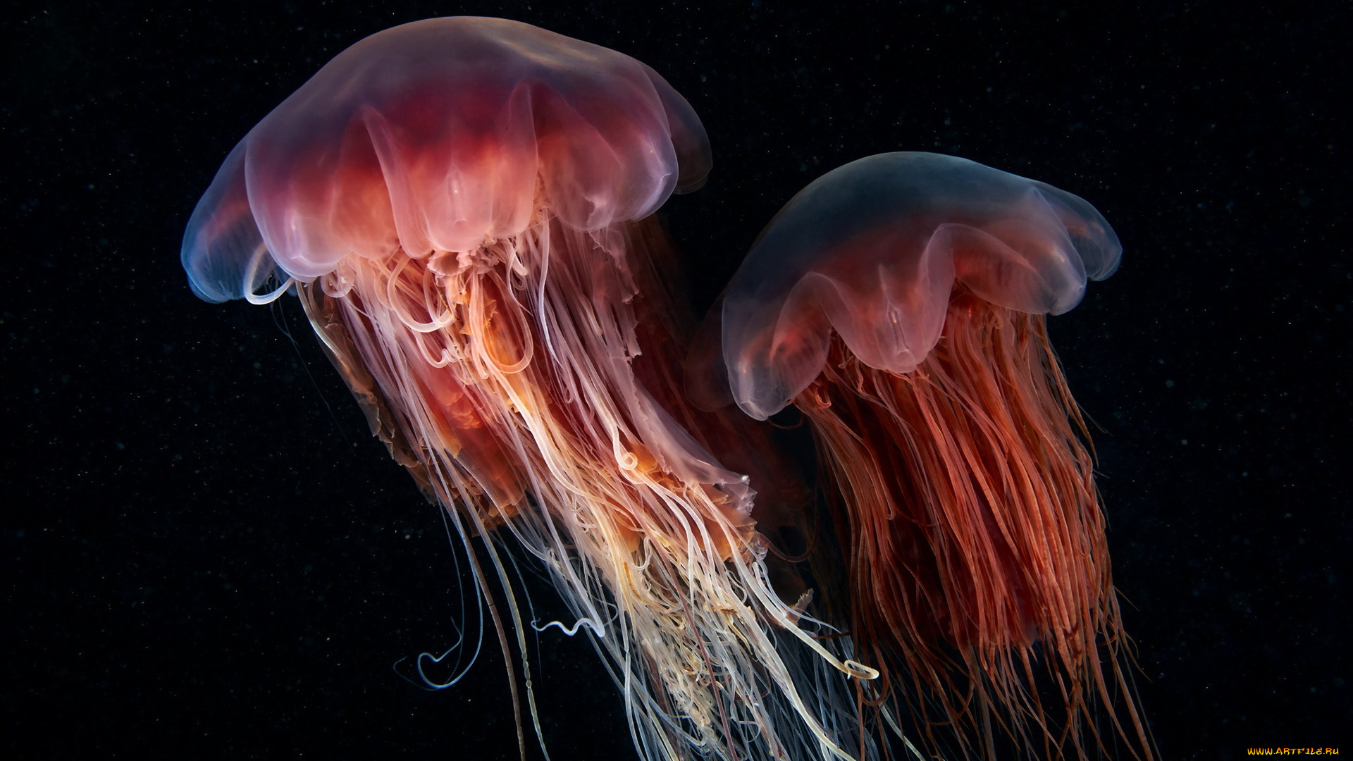 животные, медузы, природа, фон