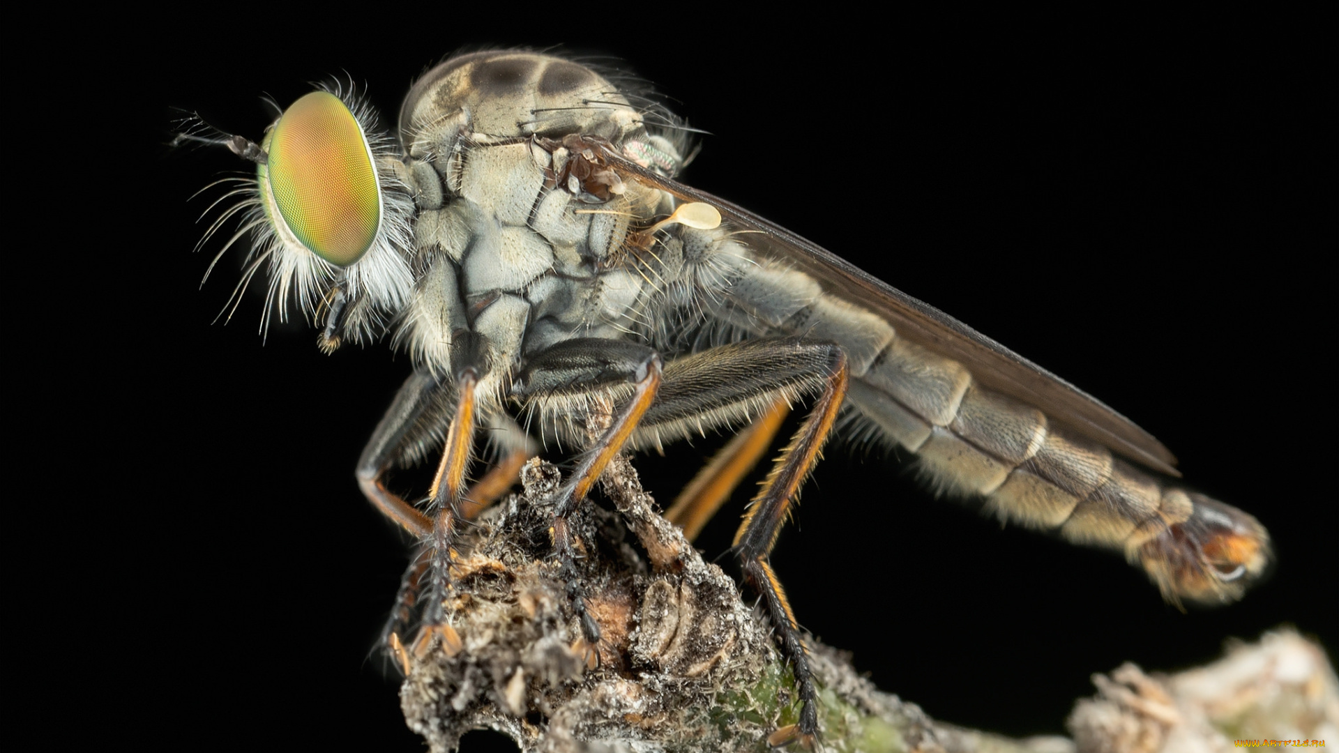 животные, насекомые, комар