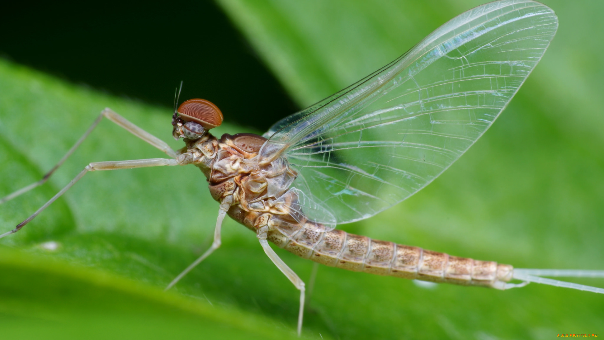 животные, насекомые, листья, крылья, насекомое