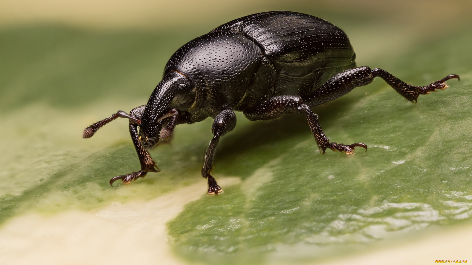 животные, насекомые, жучок