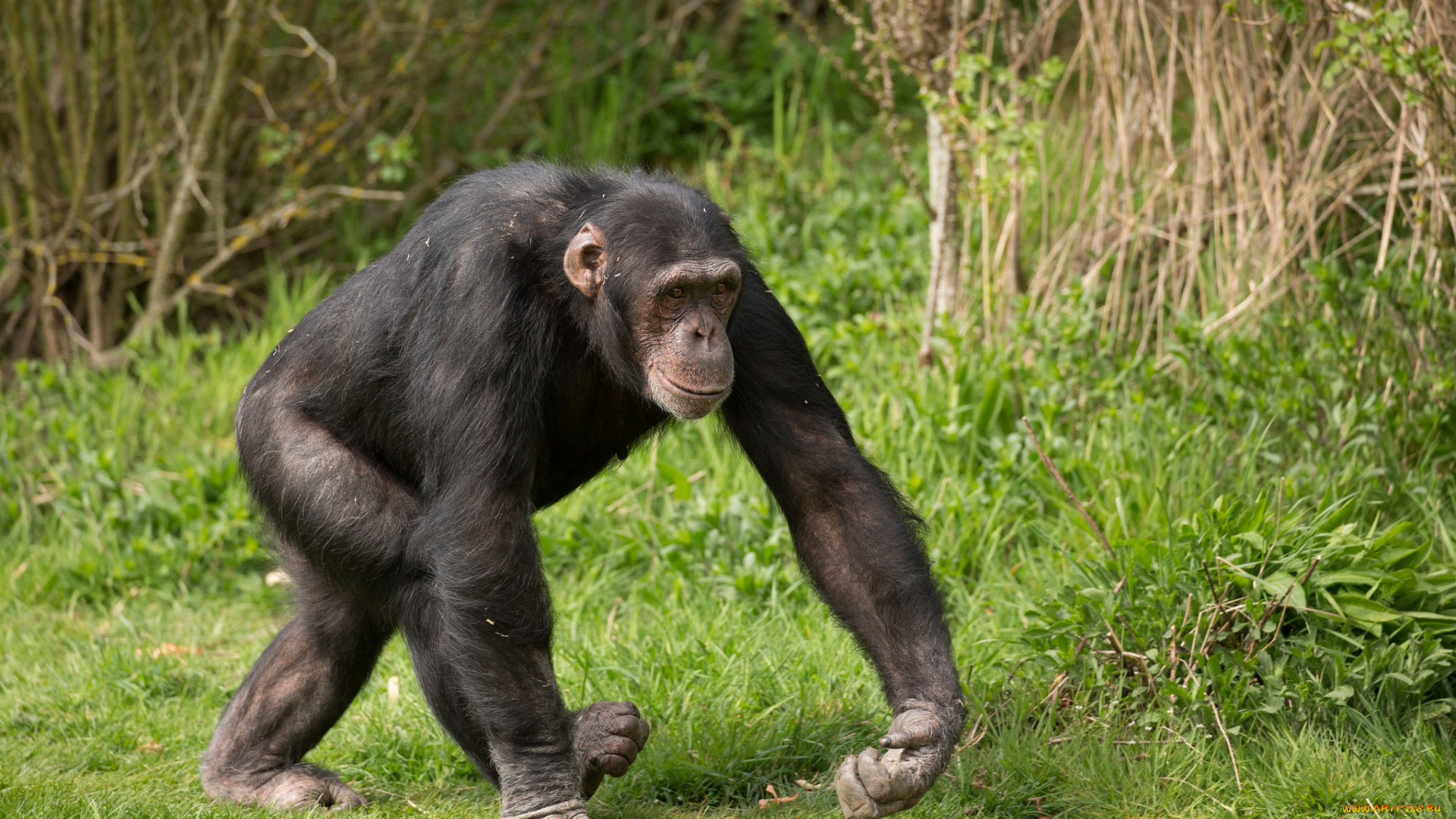 животные, обезьяны, шимпанзе
