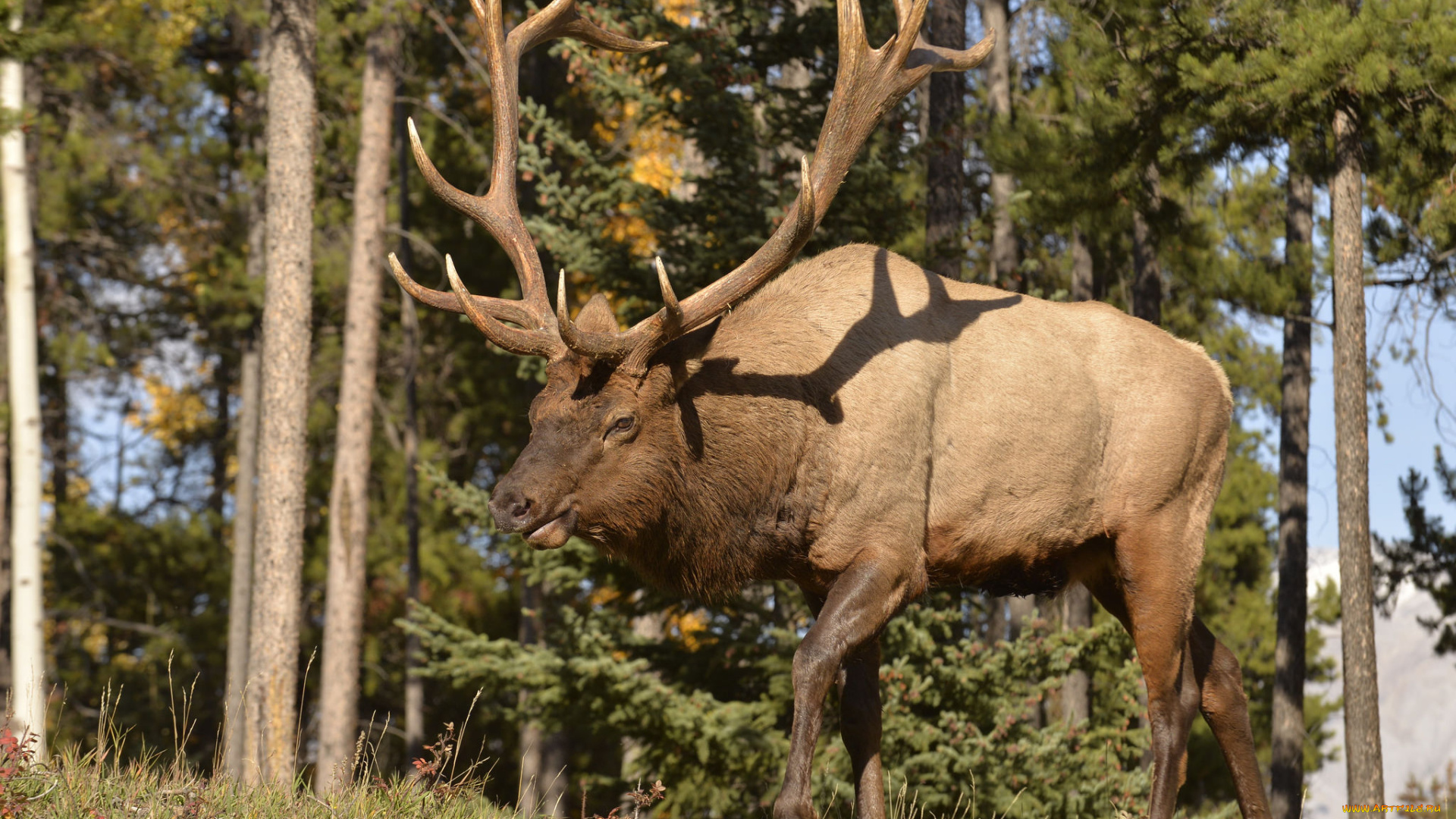 животные, олени, рогач