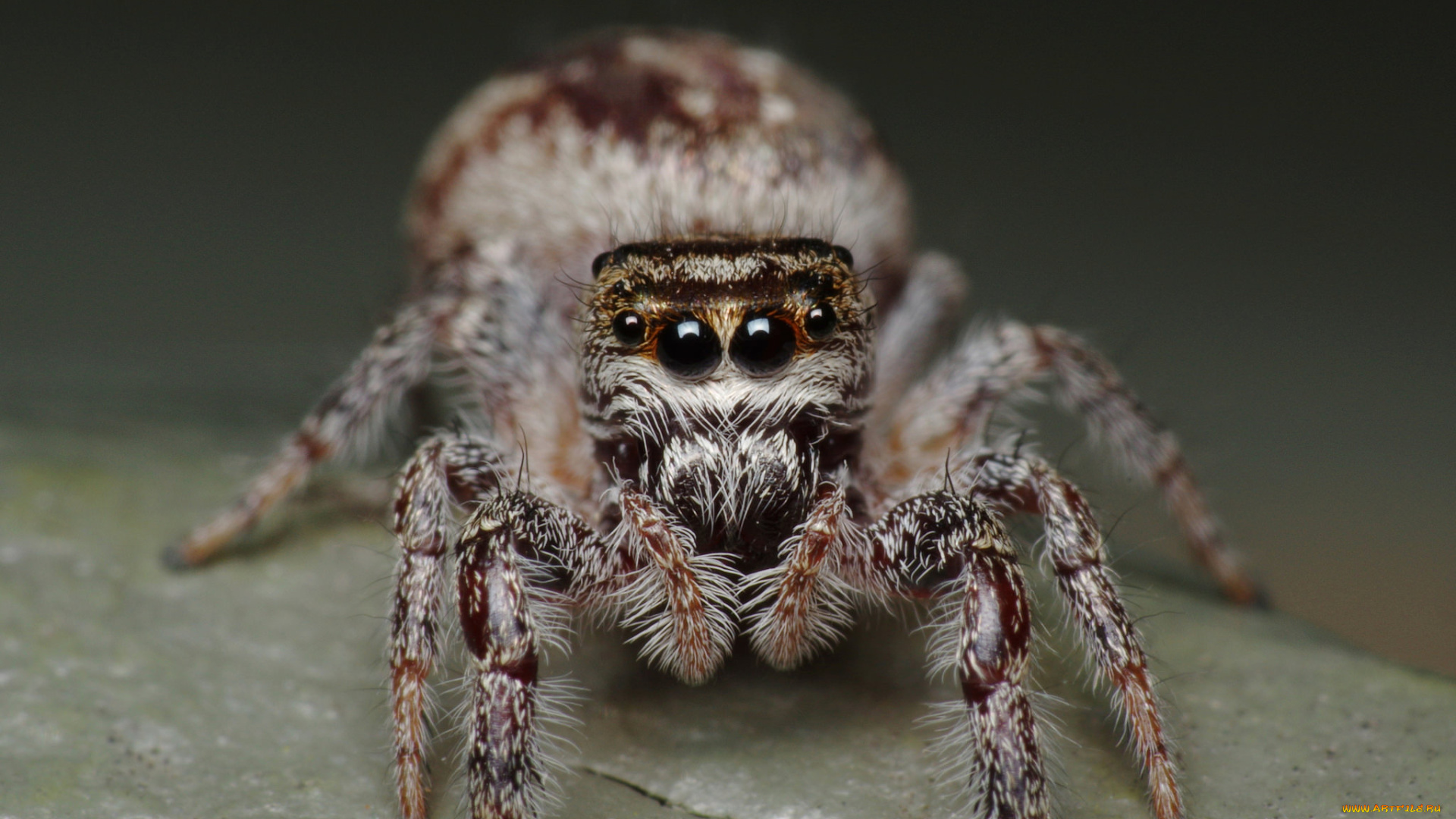 животные, пауки, джампер, глазки, паук, лапки, макро