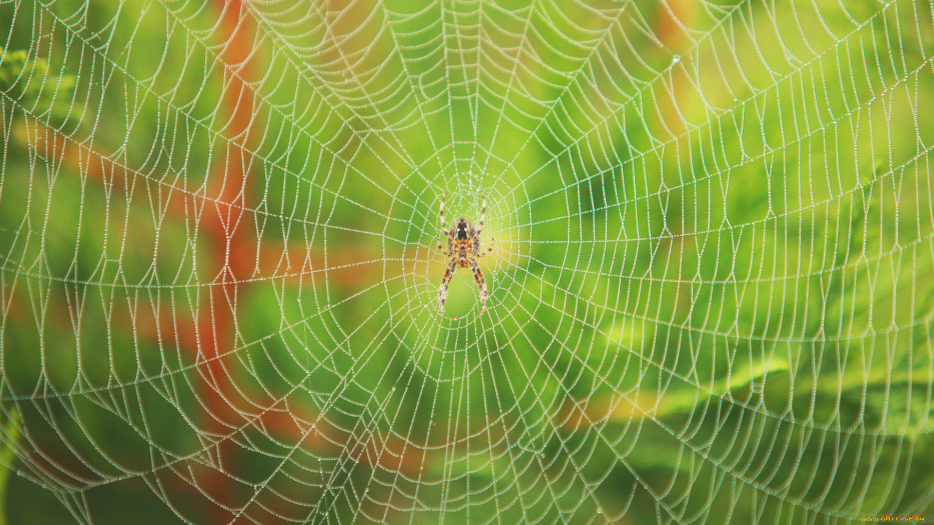 животные, пауки, утро, роса, паутина, паук, блеск