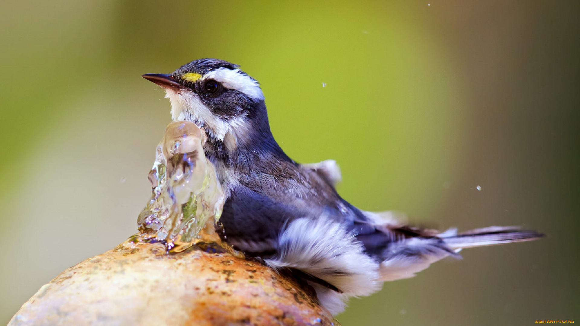 животные, птицы, вода, фонтанчик, птица