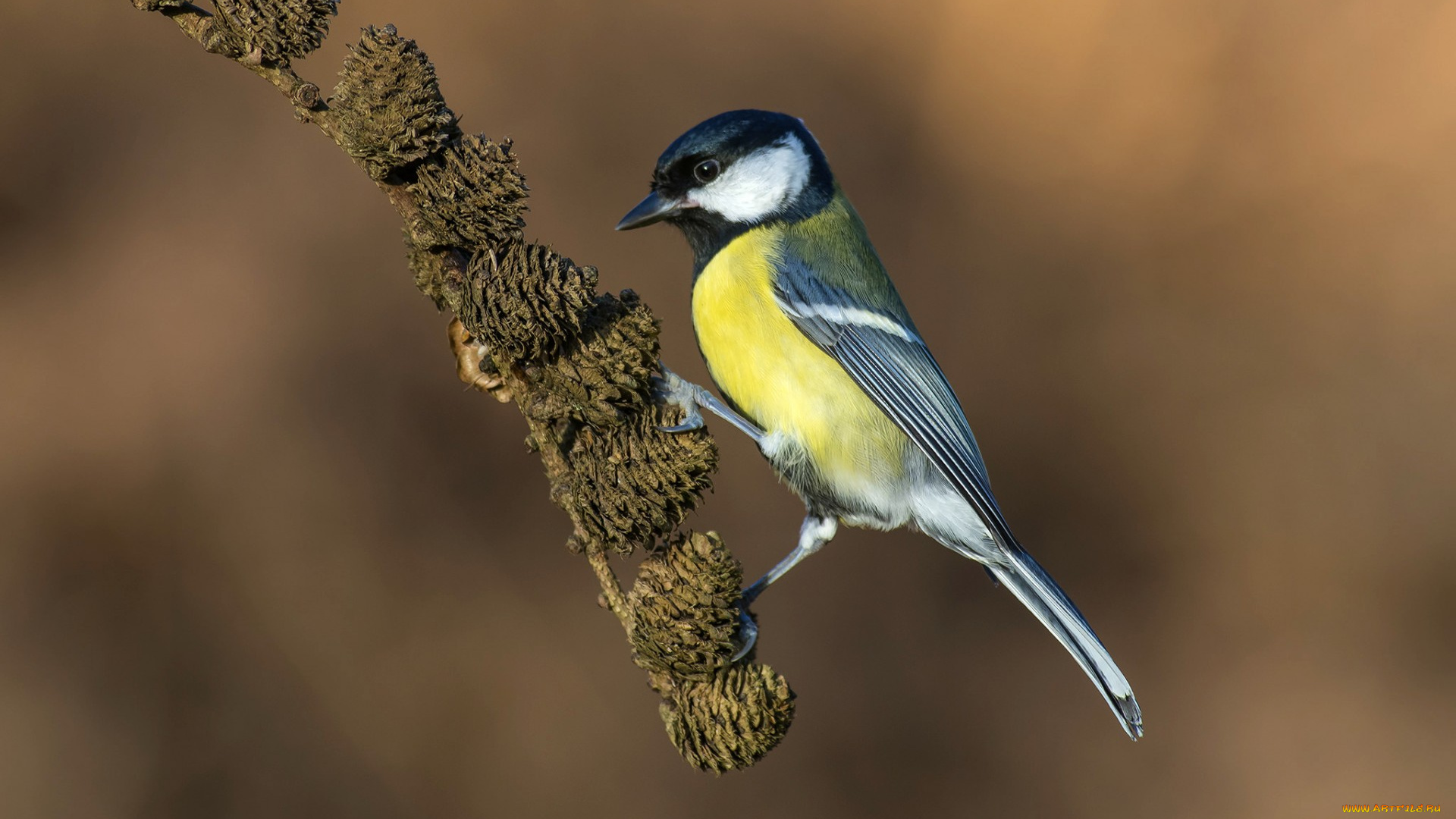 животные, синицы, , лазоревки, птица, синица, перья
