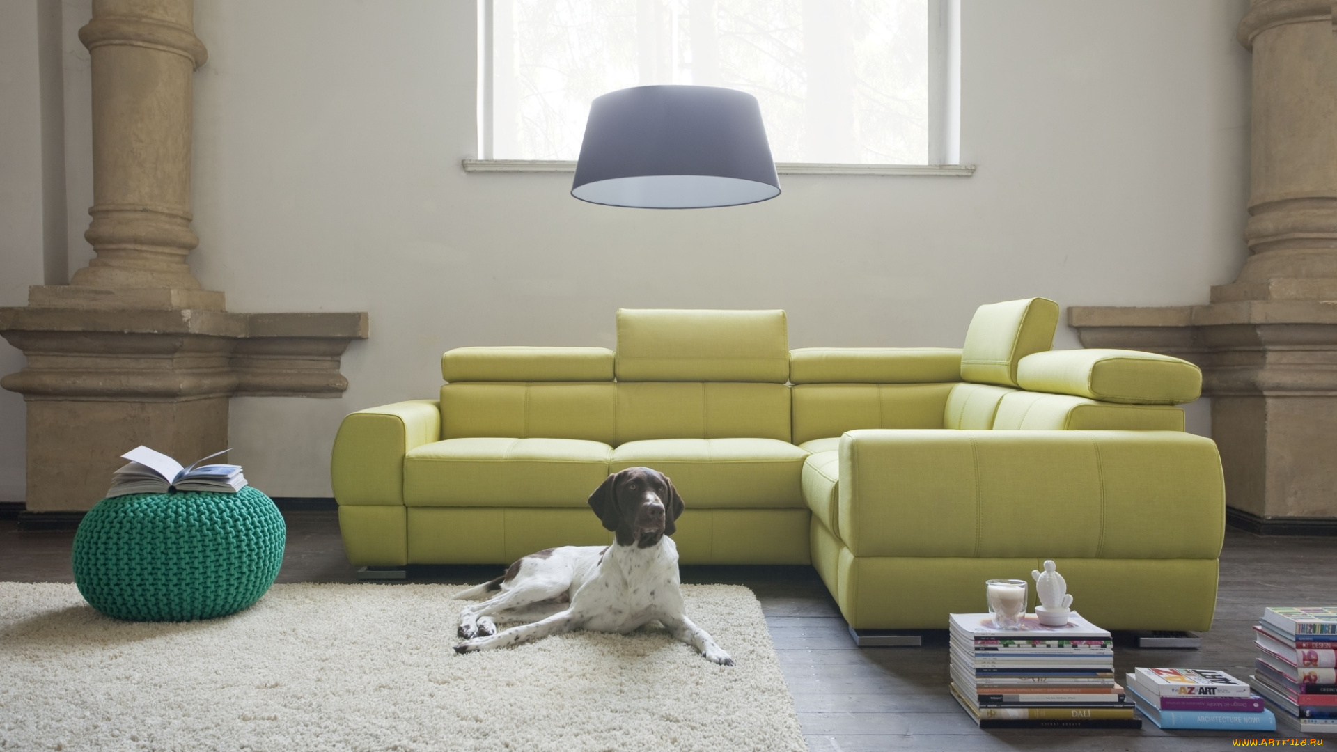 животные, собаки, интерьер, стиль, дизайн, комната, гостиная, собака
