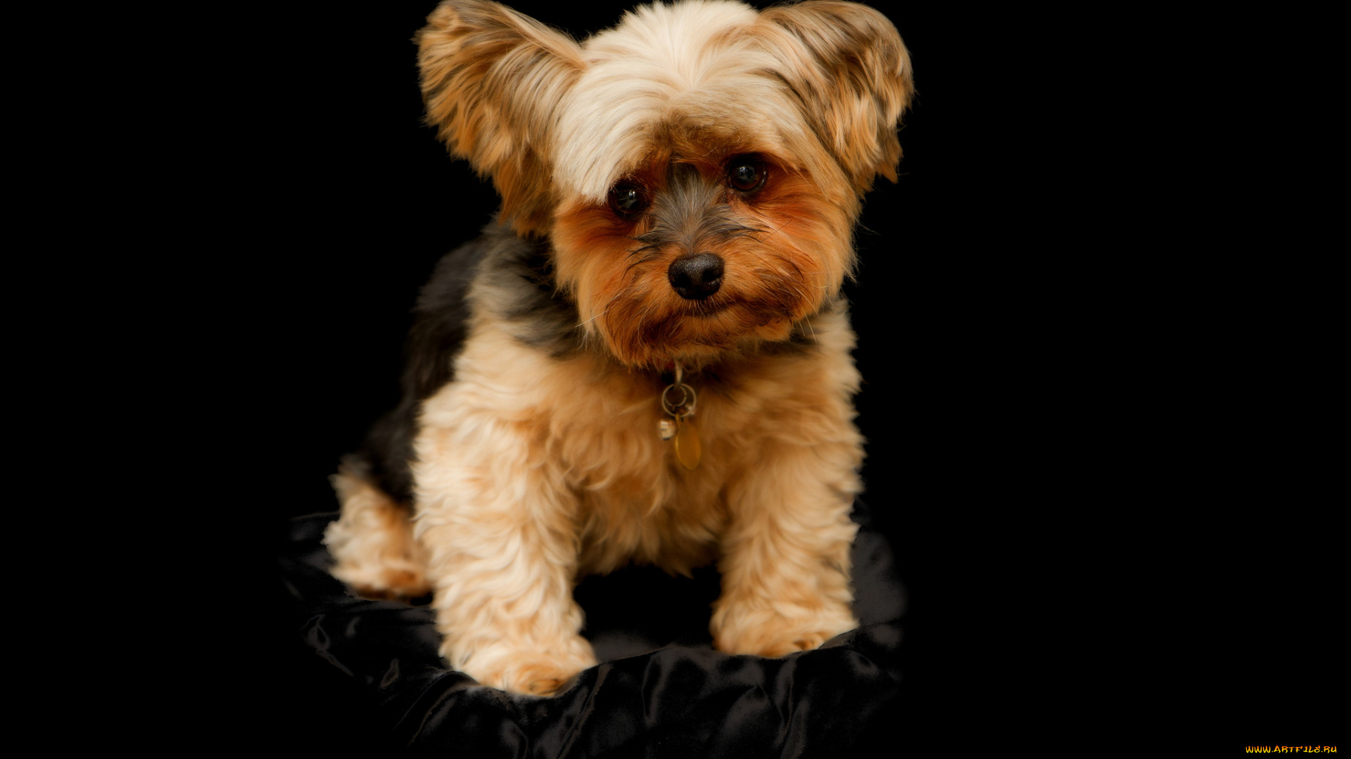 животные, собаки, песик