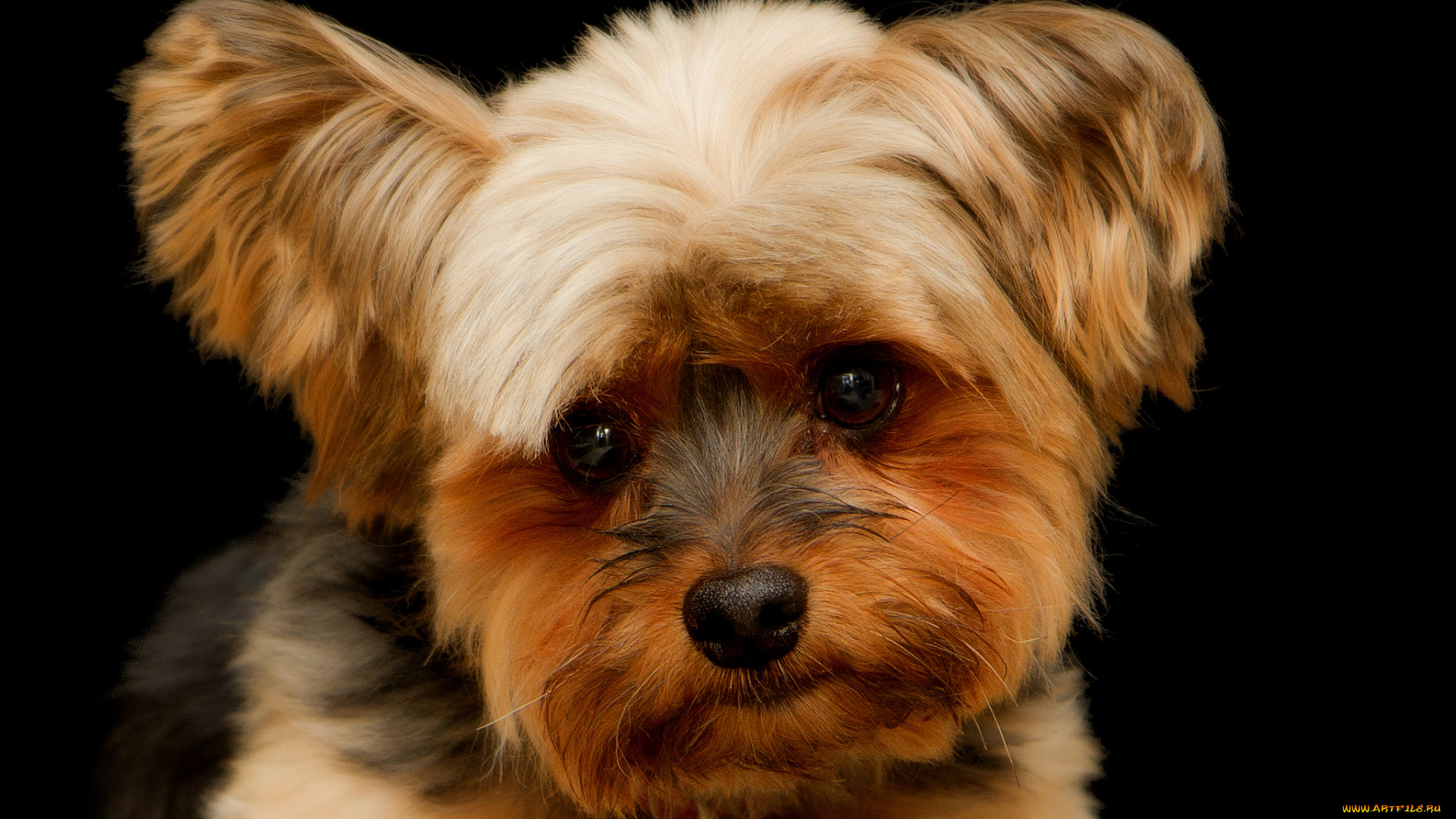 животные, собаки, песик