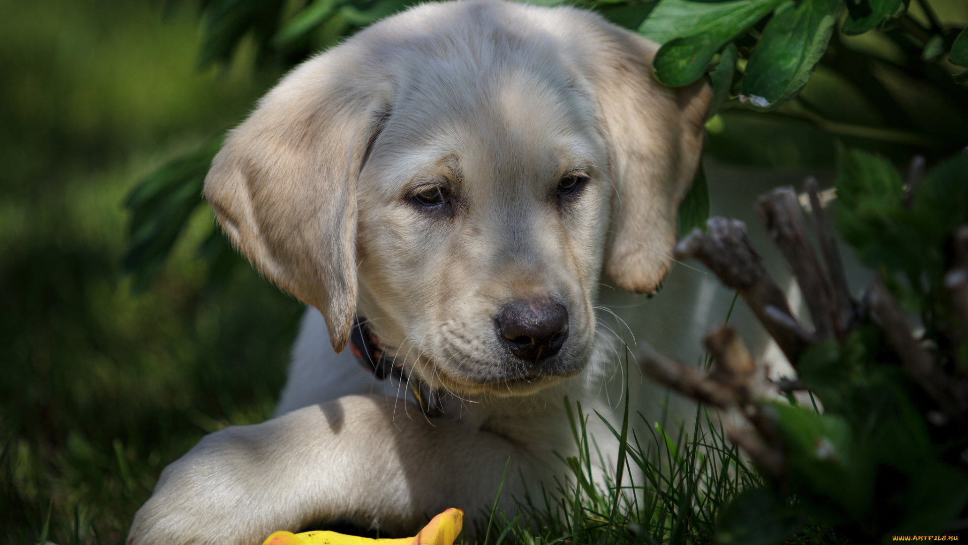 животные, собаки, песик