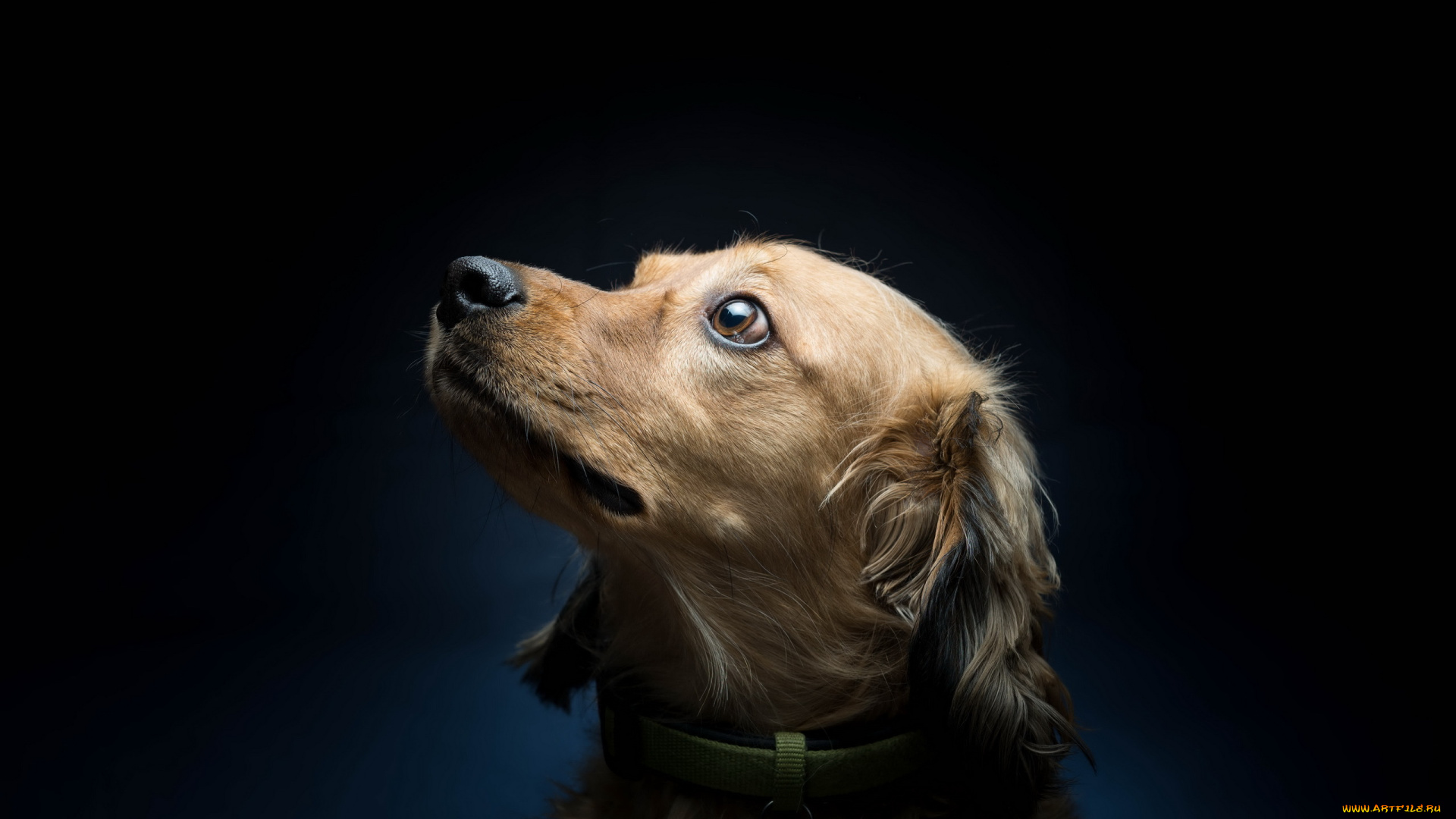 животные, собаки, собака, взгляд