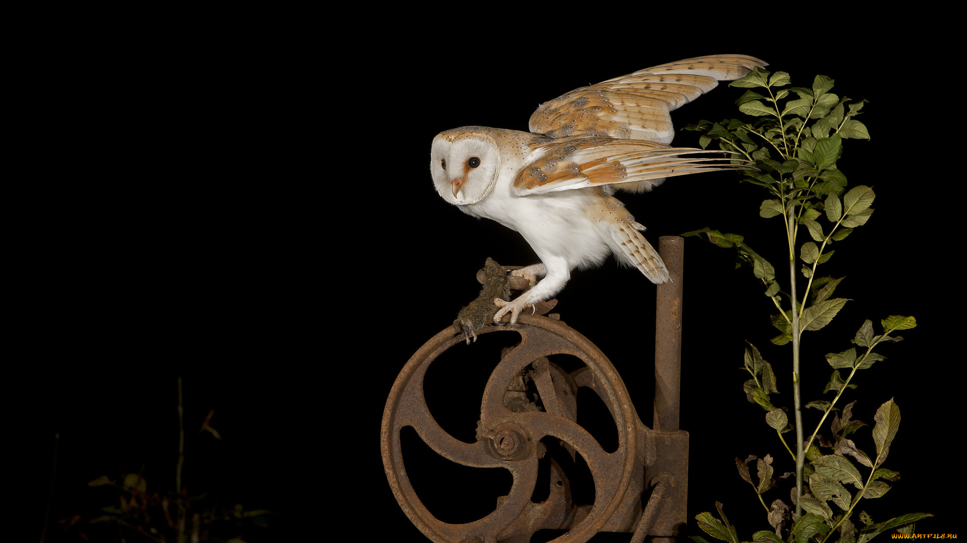 животные, совы, колесо, ночь, сова