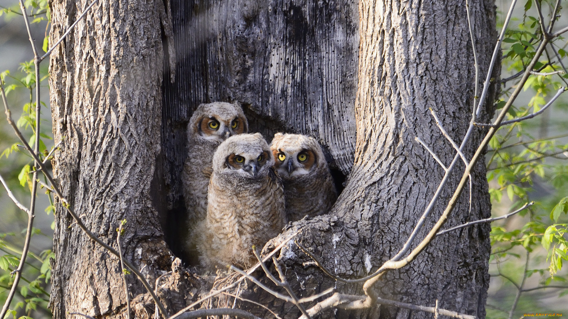 животные, совы, трио
