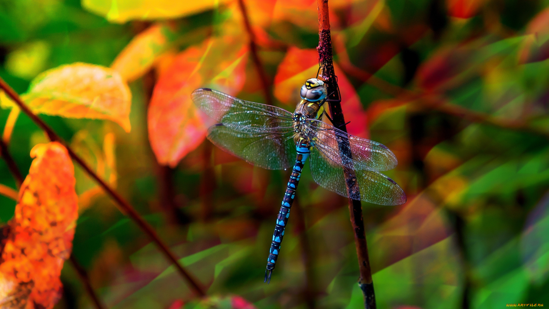 животные, стрекозы, стрекоза, макро, осень