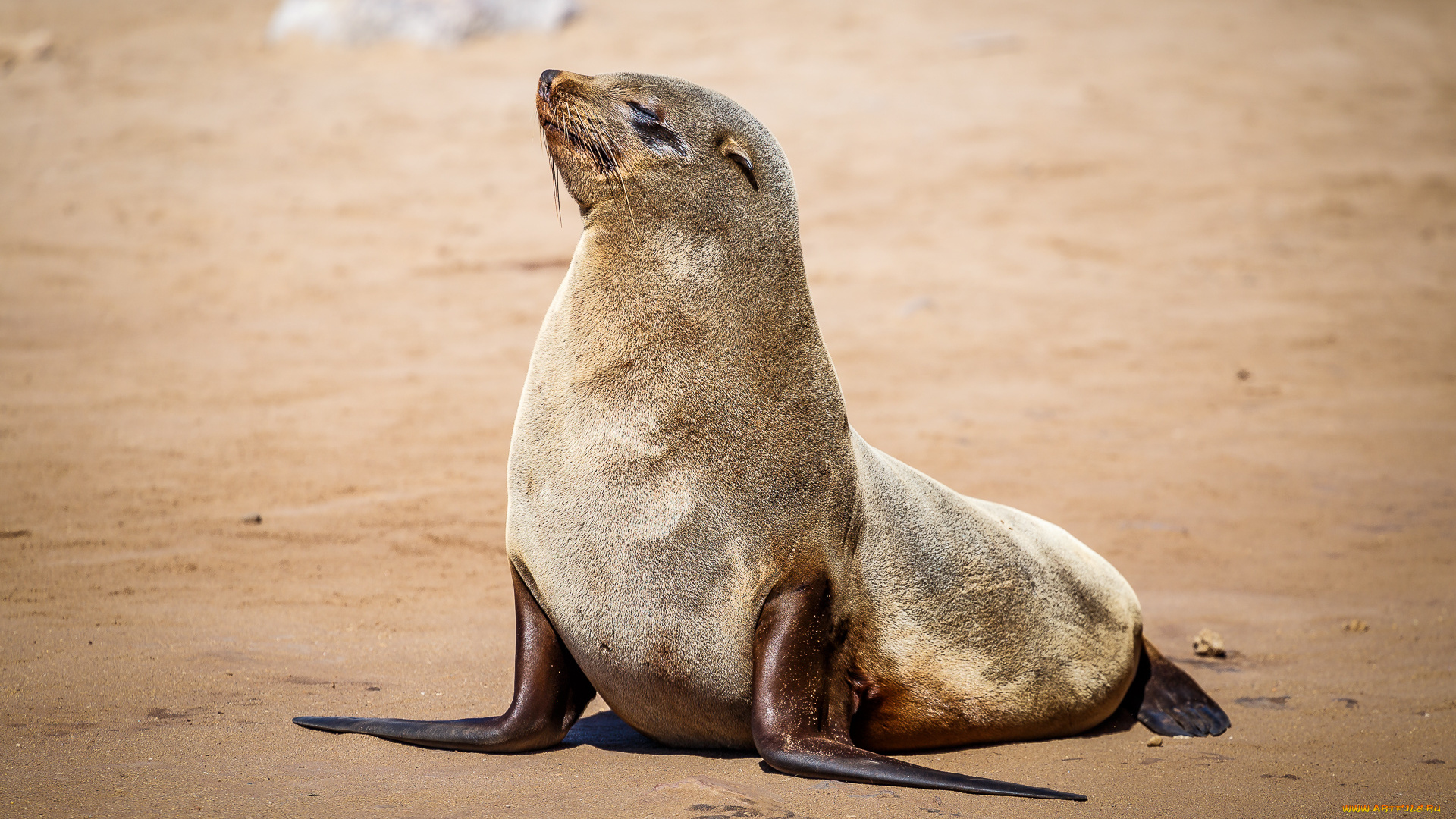 животные, тюлени, , морские, львы, , морские, котики, котик