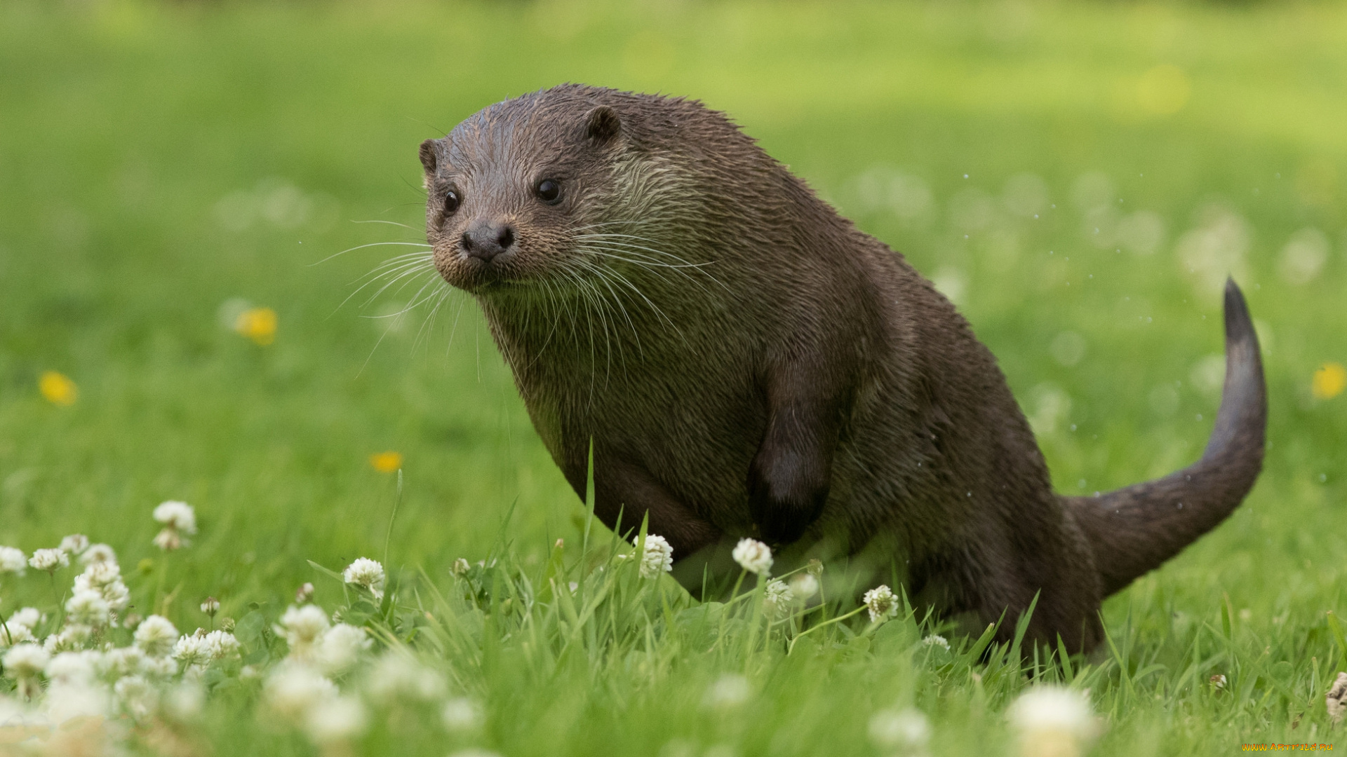животные, выдры, , каланы, , ондатры, выдра